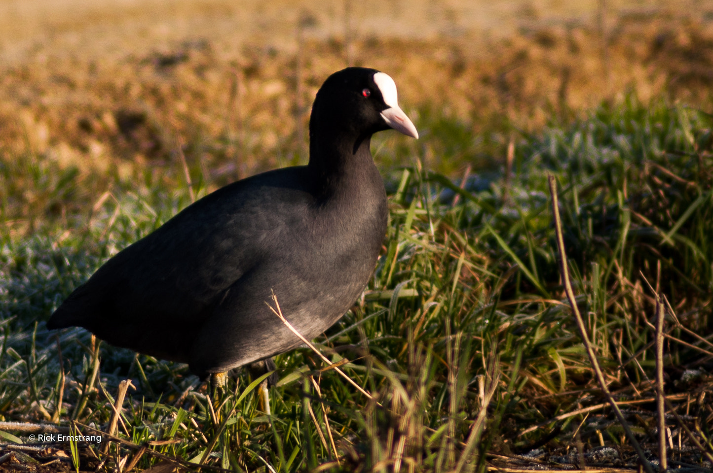 Nikon D90 + AF Nikkor 180mm f/2.8 IF-ED sample photo. Eurasian coot photography