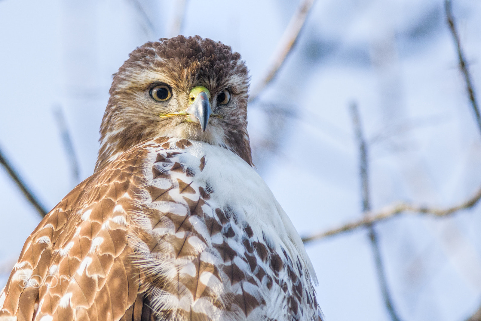 Nikon D7200 + Nikon AF-S Nikkor 300mm F4D ED-IF sample photo. Red-tailed portrait photography