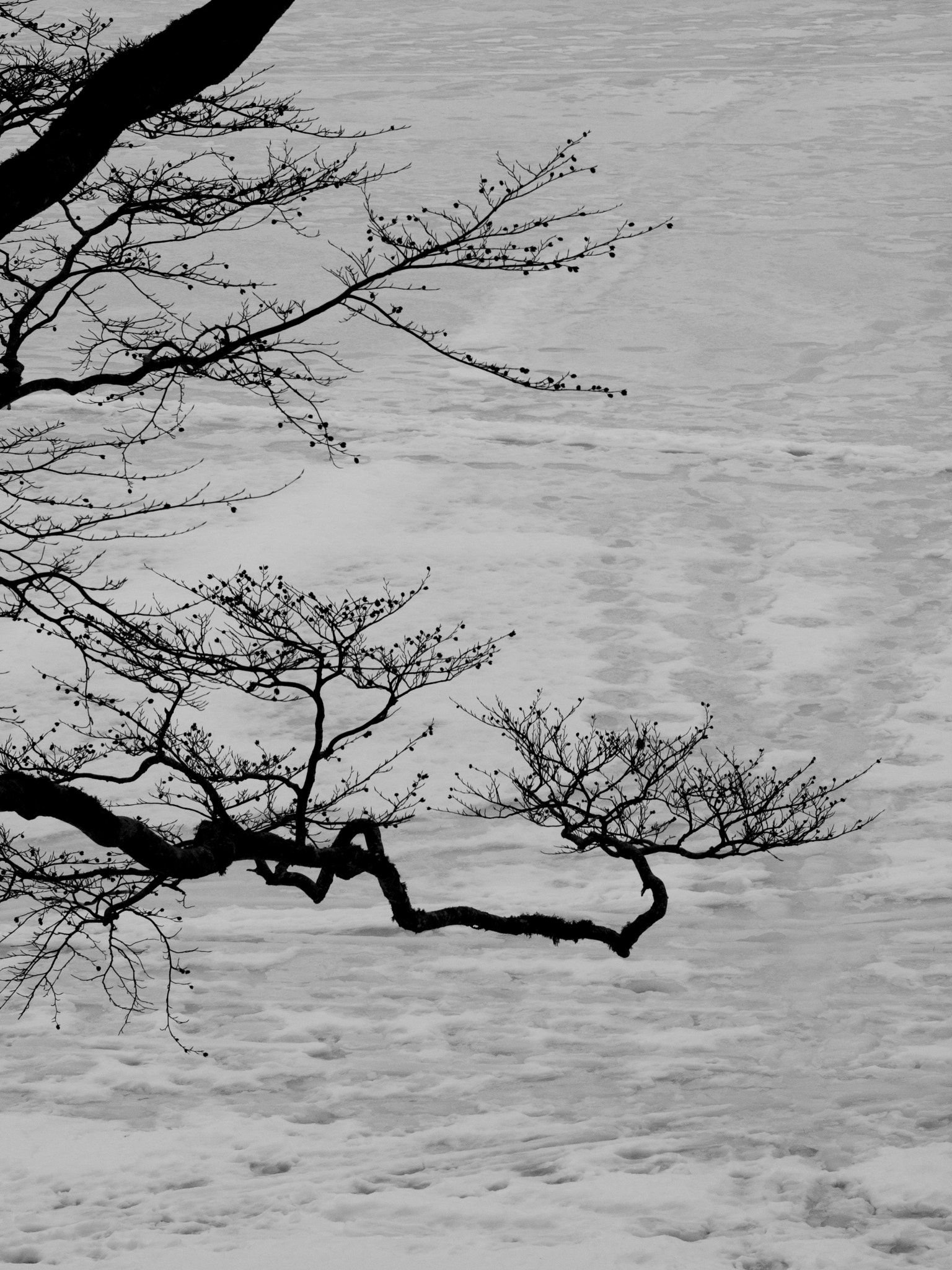 Olympus E-620 (EVOLT E-620) sample photo. Rami nel lago photography