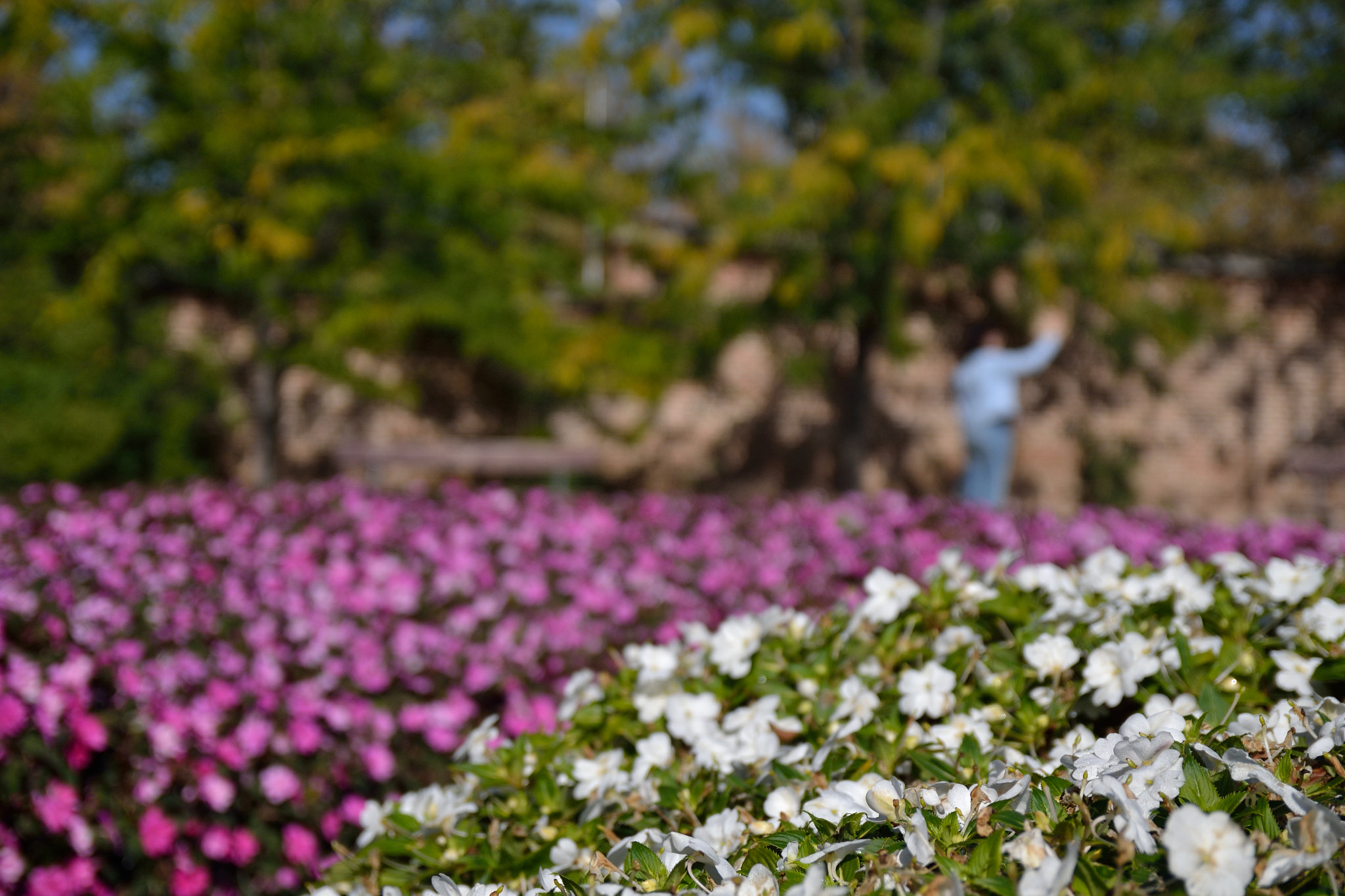 Sigma 17-50mm F2.8 EX DC OS HSM sample photo. Dsc photography