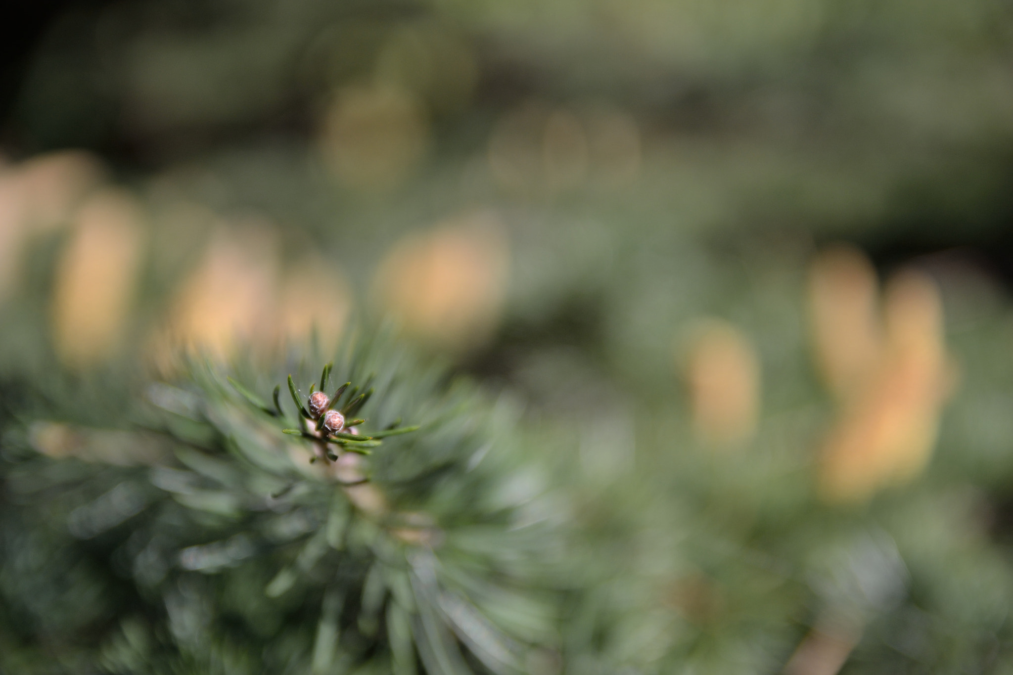 Sigma 17-50mm F2.8 EX DC OS HSM sample photo. Dsc photography