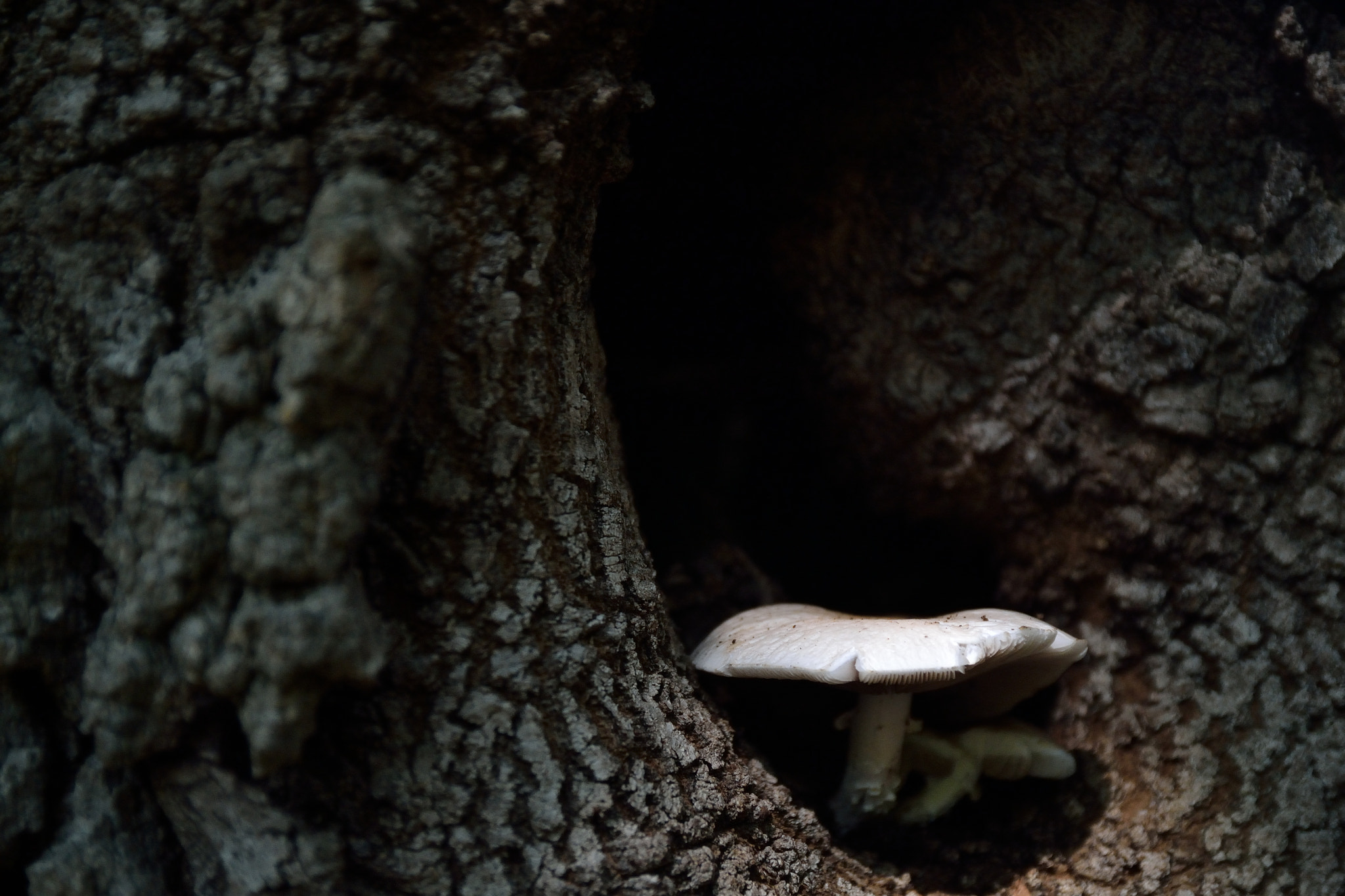 Sigma 17-50mm F2.8 EX DC OS HSM sample photo. Esa seta photography