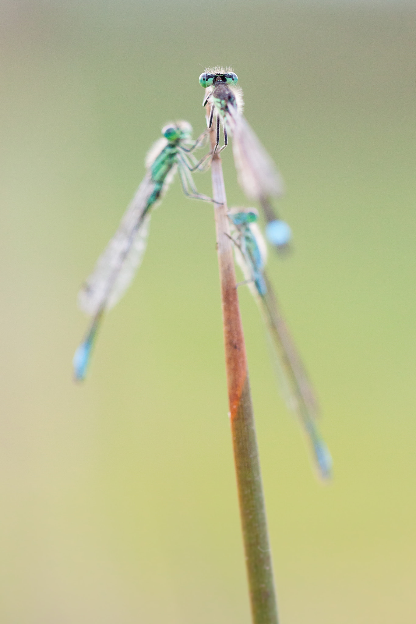 Canon EF 100mm F2.8L Macro IS USM sample photo. Trio photography
