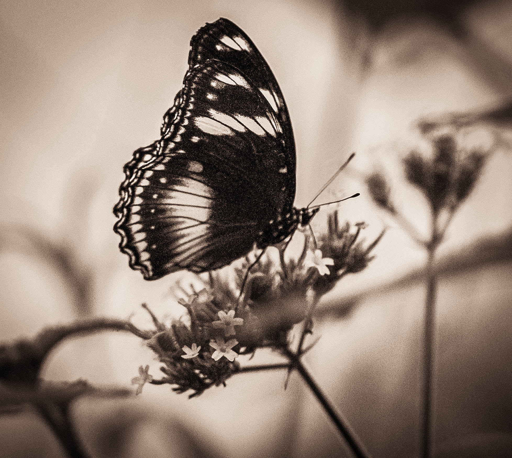 Sigma 105mm F2.8 EX DG OS HSM sample photo. Sitting pretty photography