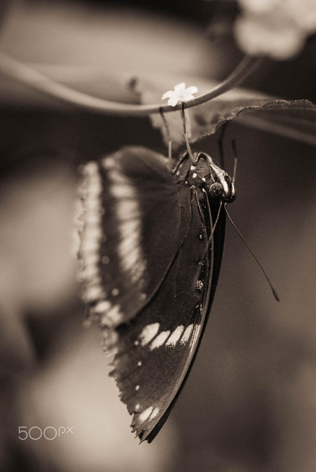 Sigma 105mm F2.8 EX DG OS HSM sample photo. Just hanging around photography