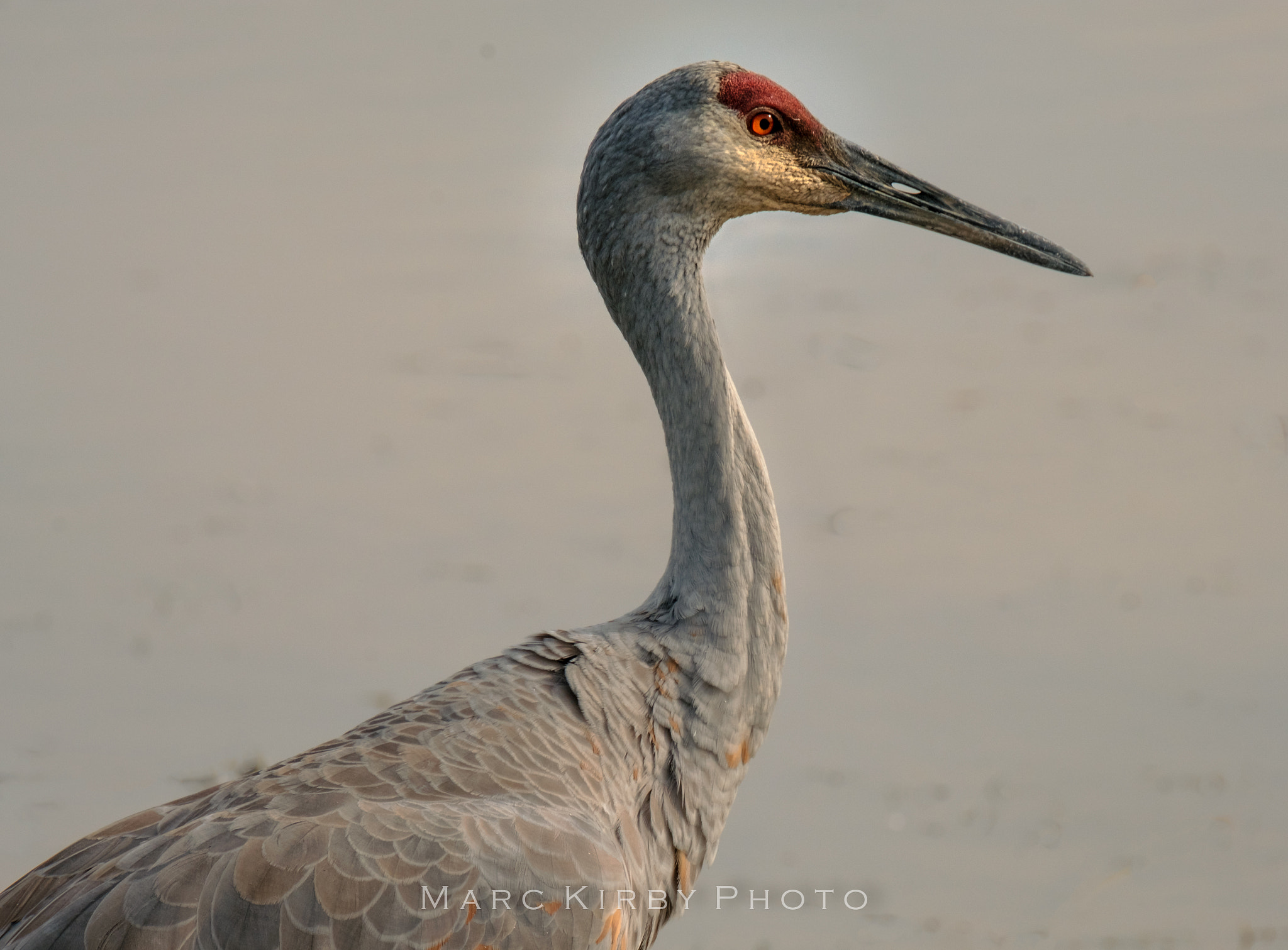 Fujifilm X-Pro2 sample photo. Sandy ridge crane photography