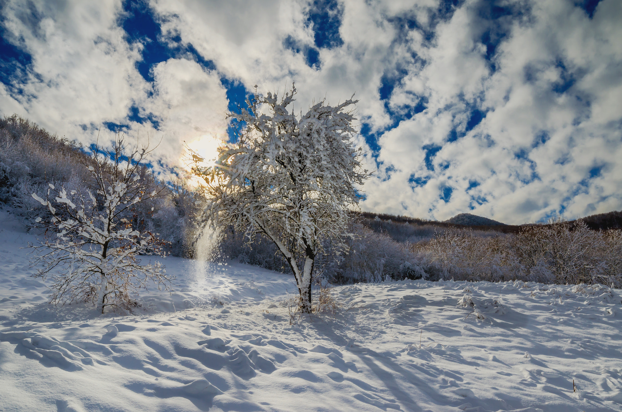 Nikon D5100 sample photo. Snowy tree photography
