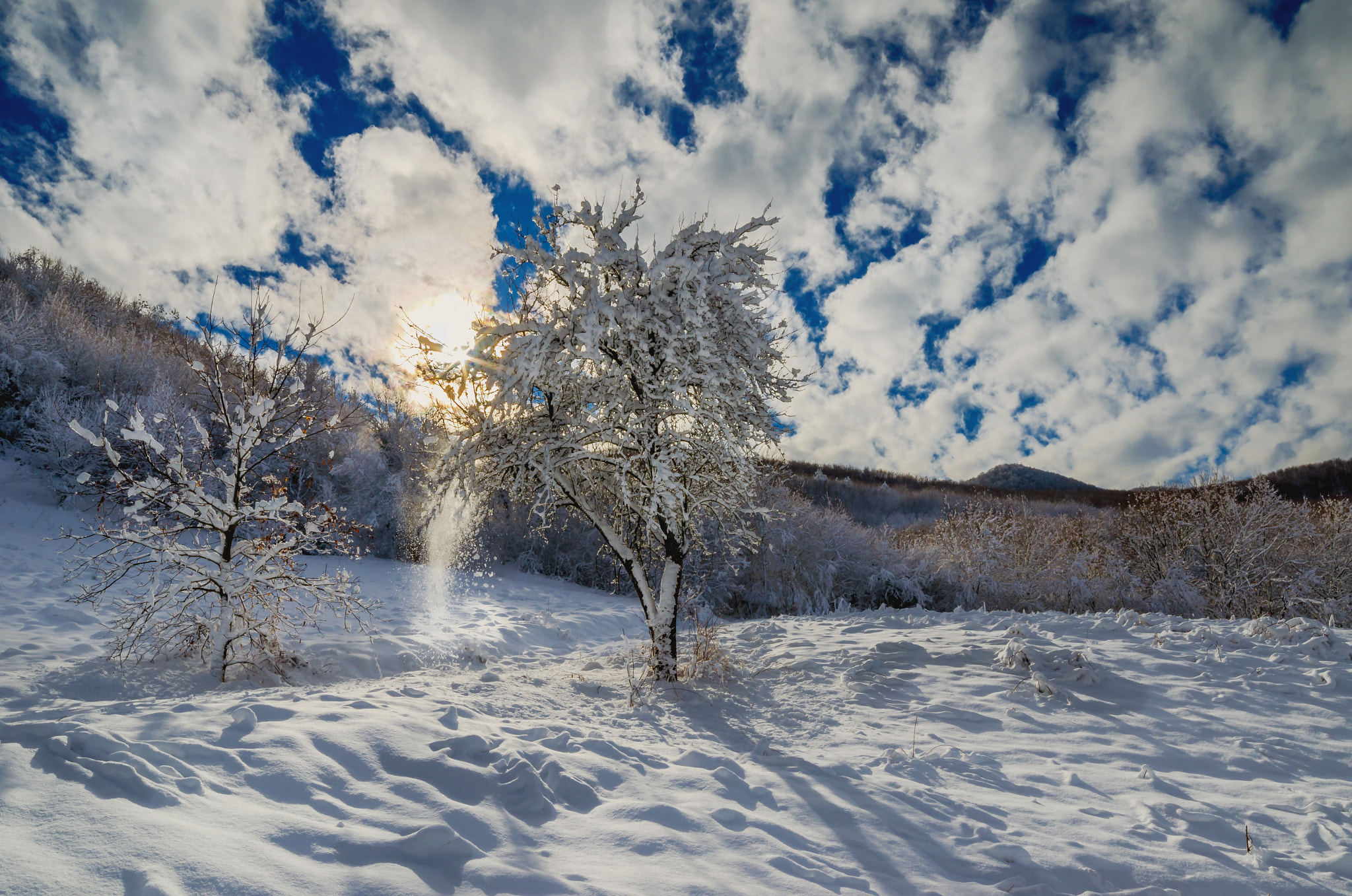 Samyang 14mm F2.8 ED AS IF UMC sample photo. Snowy tree photography