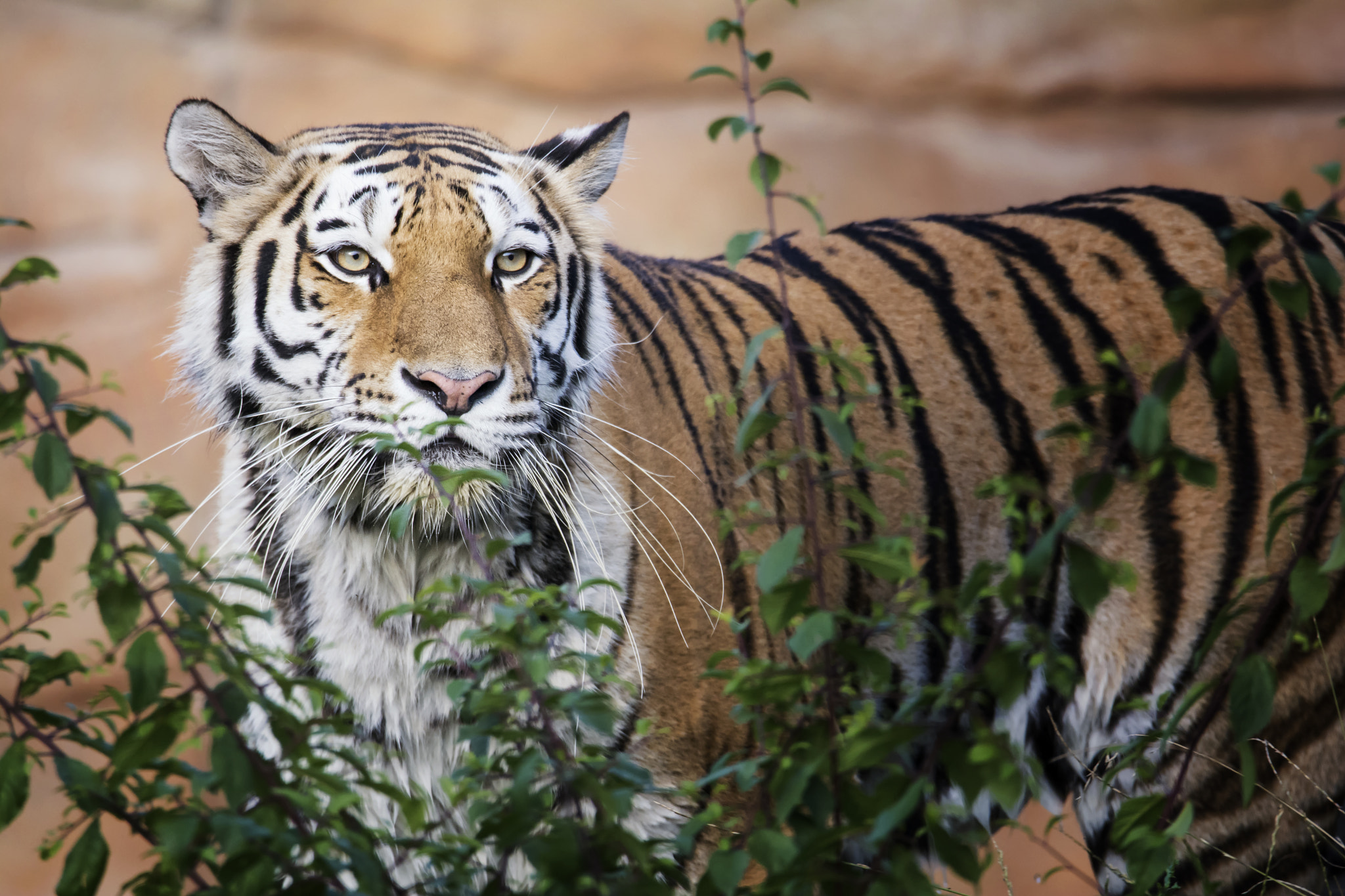 Nikon D7100 sample photo. Siberian tiger (panthera tigris altaica) photography