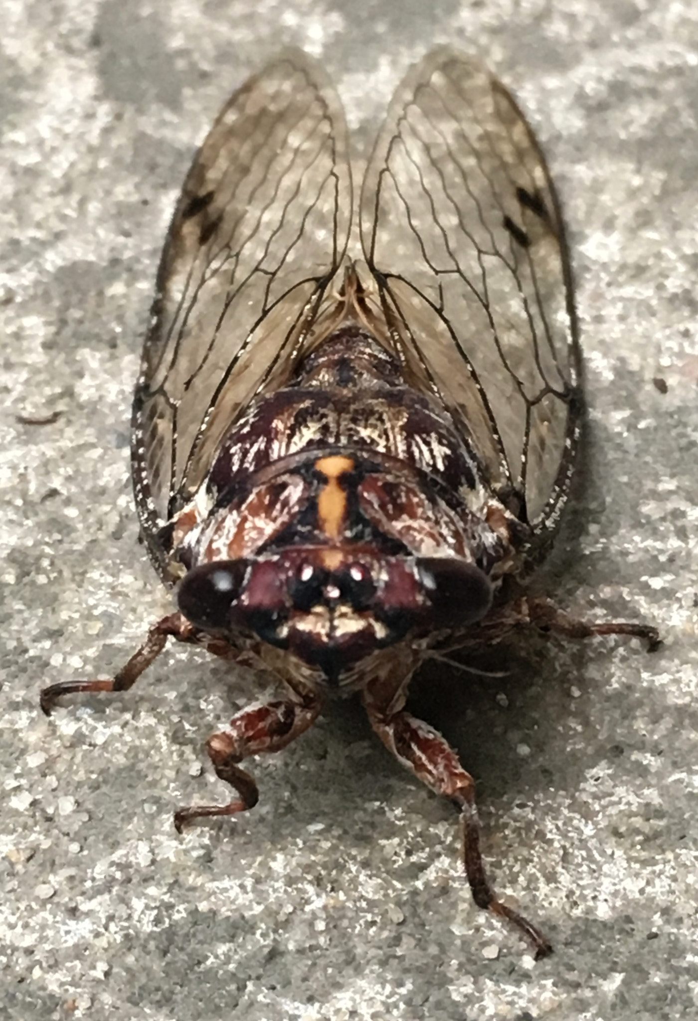 Apple iPhone8,1 sample photo. Cicadas in summertime can so noisey it is almost deafening. photography
