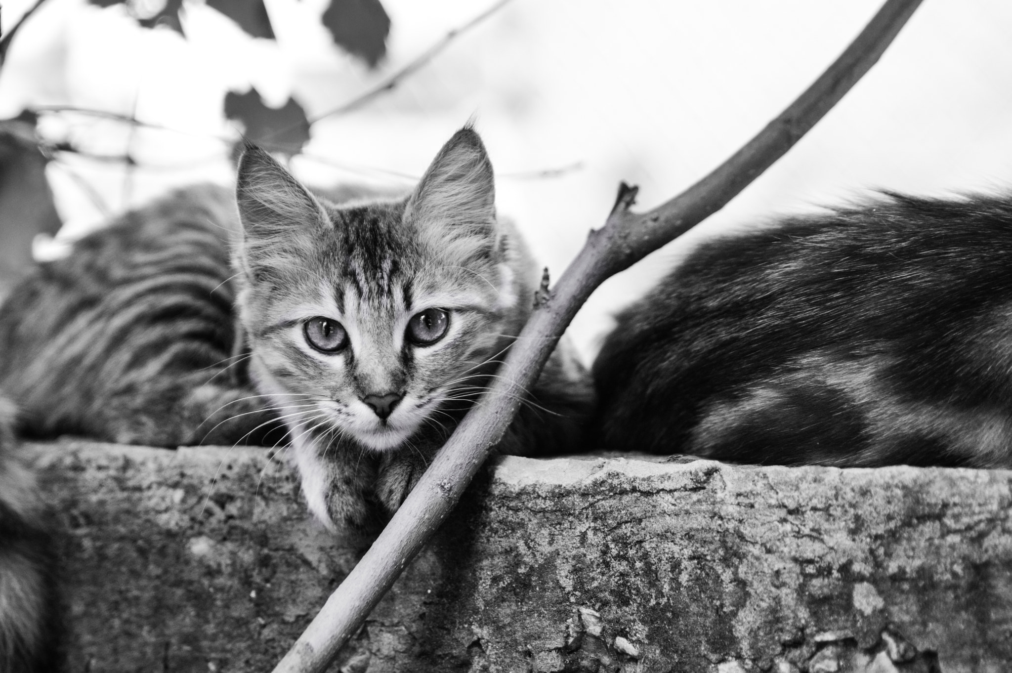 Nikon D3200 + Tamron SP 24-70mm F2.8 Di VC USD sample photo. I'm the alley cat  photography