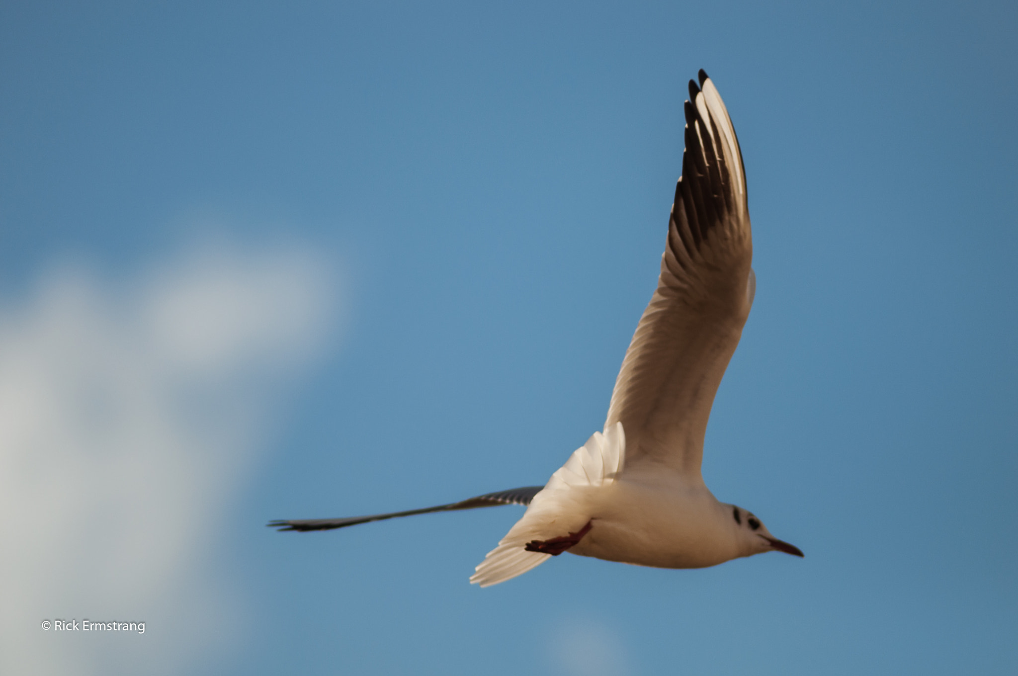 AF Nikkor 180mm f/2.8 IF-ED sample photo. Seagull photography