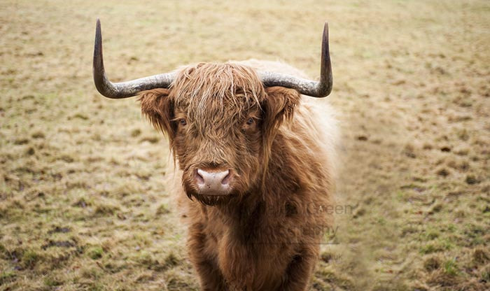 Nikon D700 sample photo. Drookit heilan coo  - dundee scotland photography