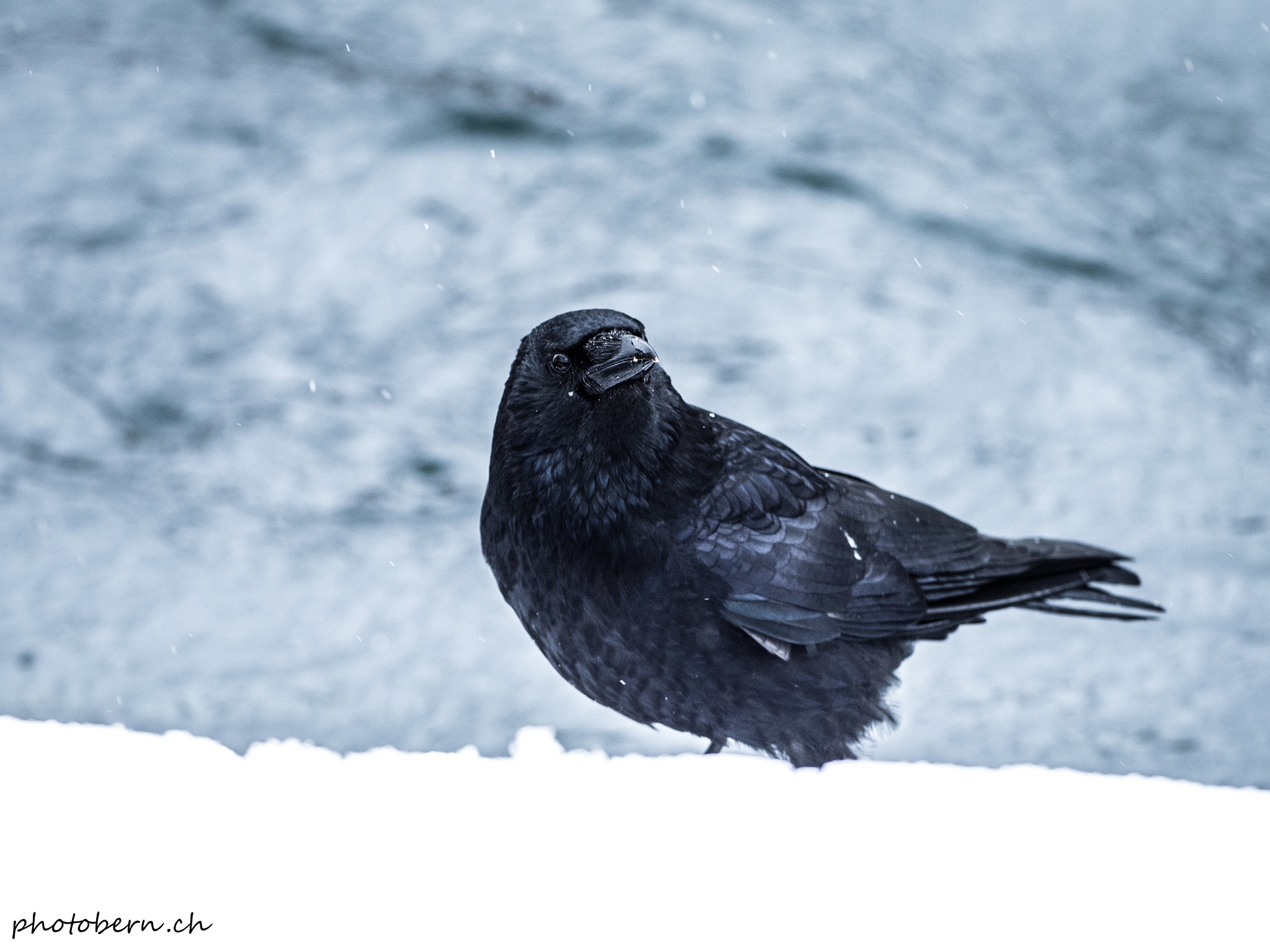 Olympus OM-D E-M1 Mark II + OLYMPUS M.300mm F4.0 sample photo. Schwarz - blau photography