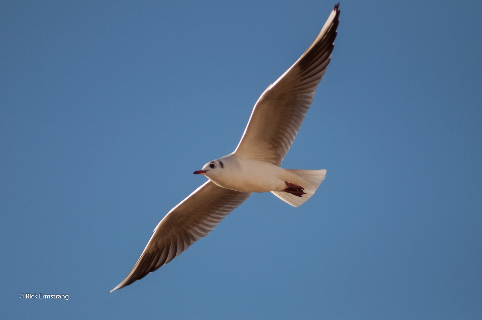 AF Nikkor 180mm f/2.8 IF-ED sample photo. Seagull photography