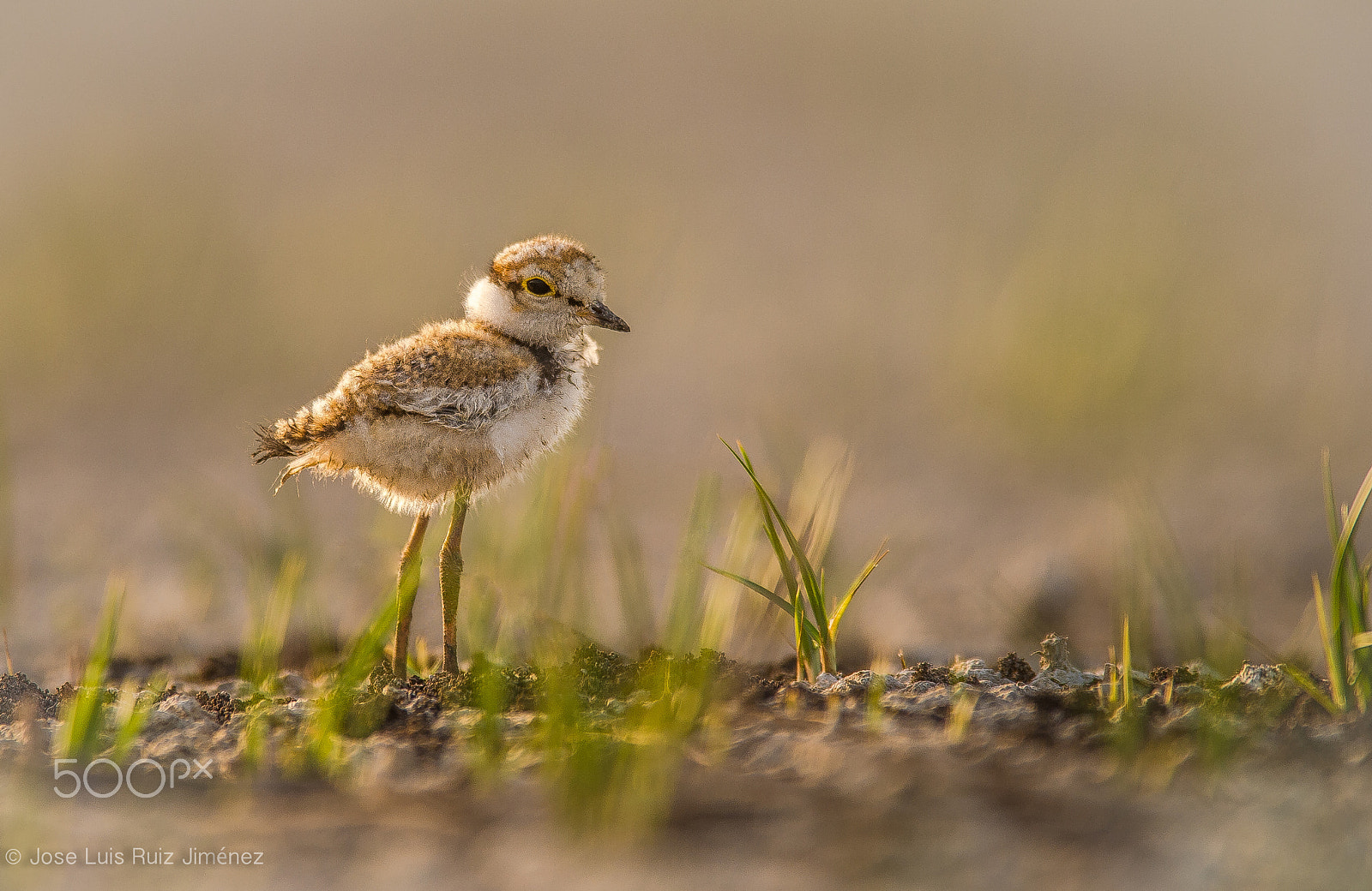 Nikon AF-S Nikkor 400mm F2.8D ED-IF II sample photo. Plover photography