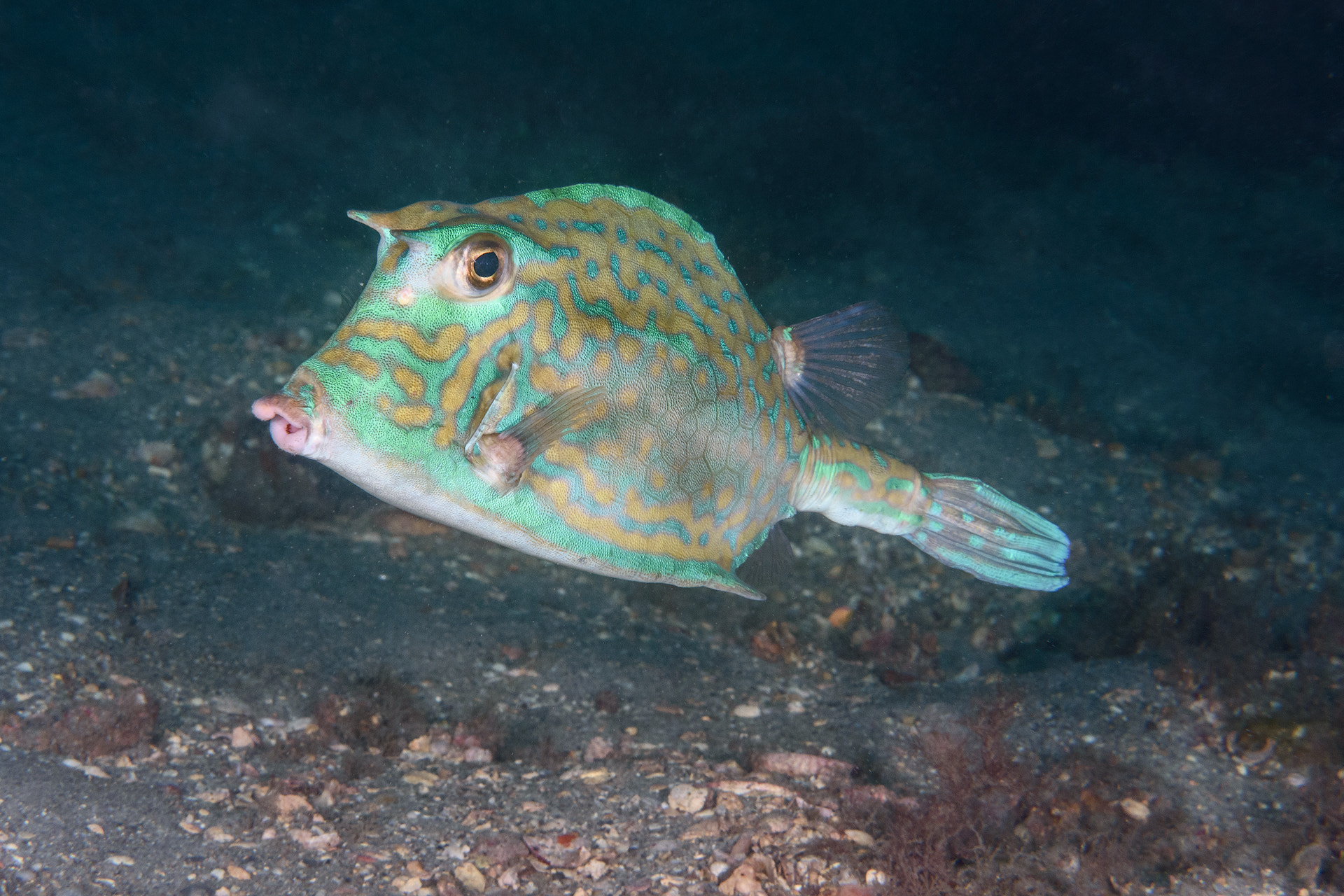 Nikon AF-S Micro-Nikkor 60mm F2.8G ED sample photo. Scrawled cowfish photography