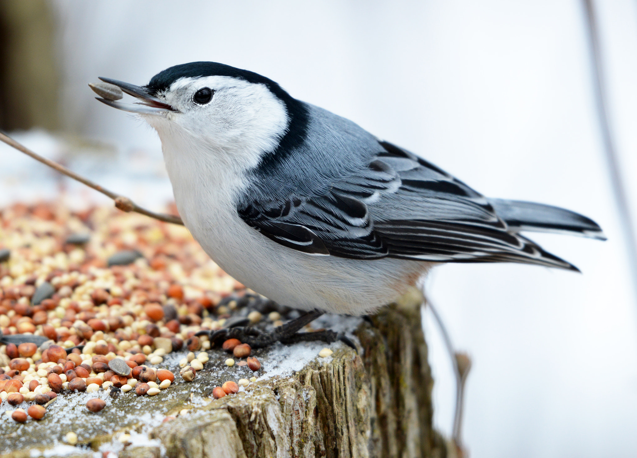 Nikon AF-S Nikkor 200-500mm F5.6E ED VR sample photo. White-breasted nuthatch photography