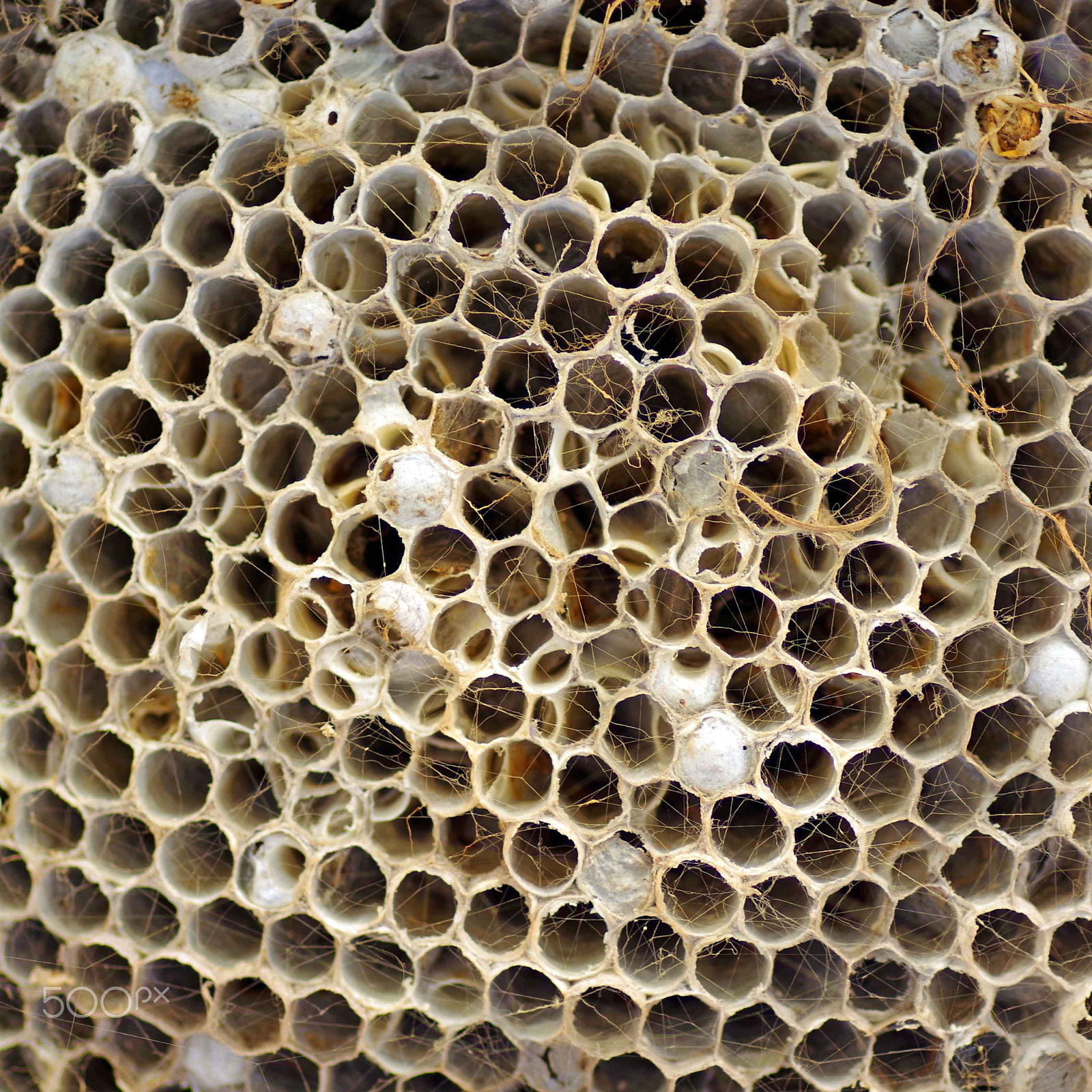 Pentax K-70 sample photo. Wasp nest photography