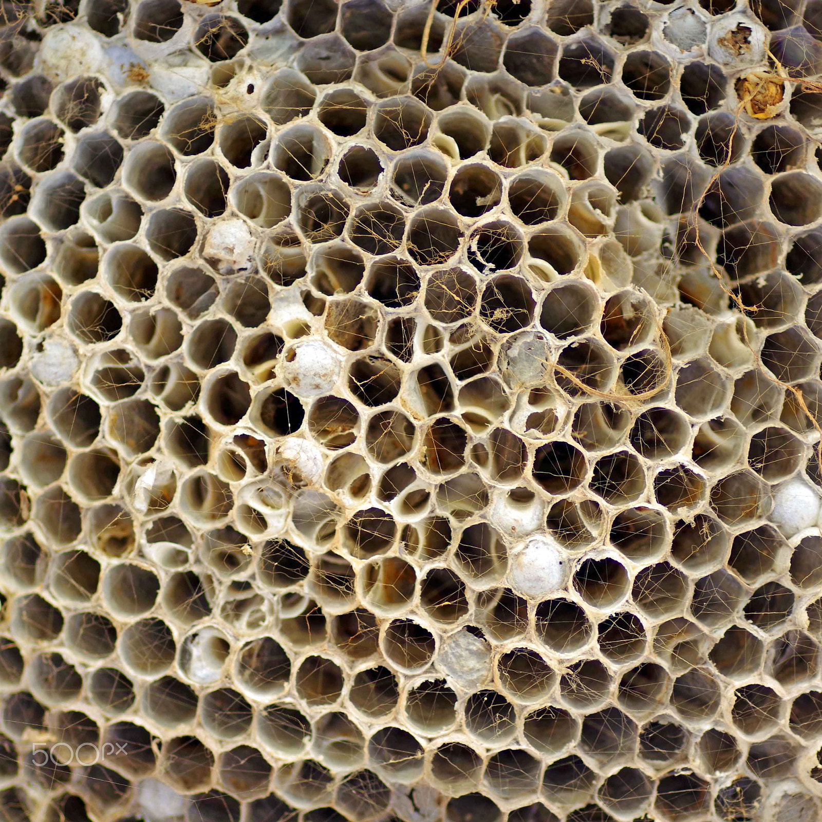 Pentax smc D-FA 100mm F2.8 Macro WR sample photo. Wasp nest photography