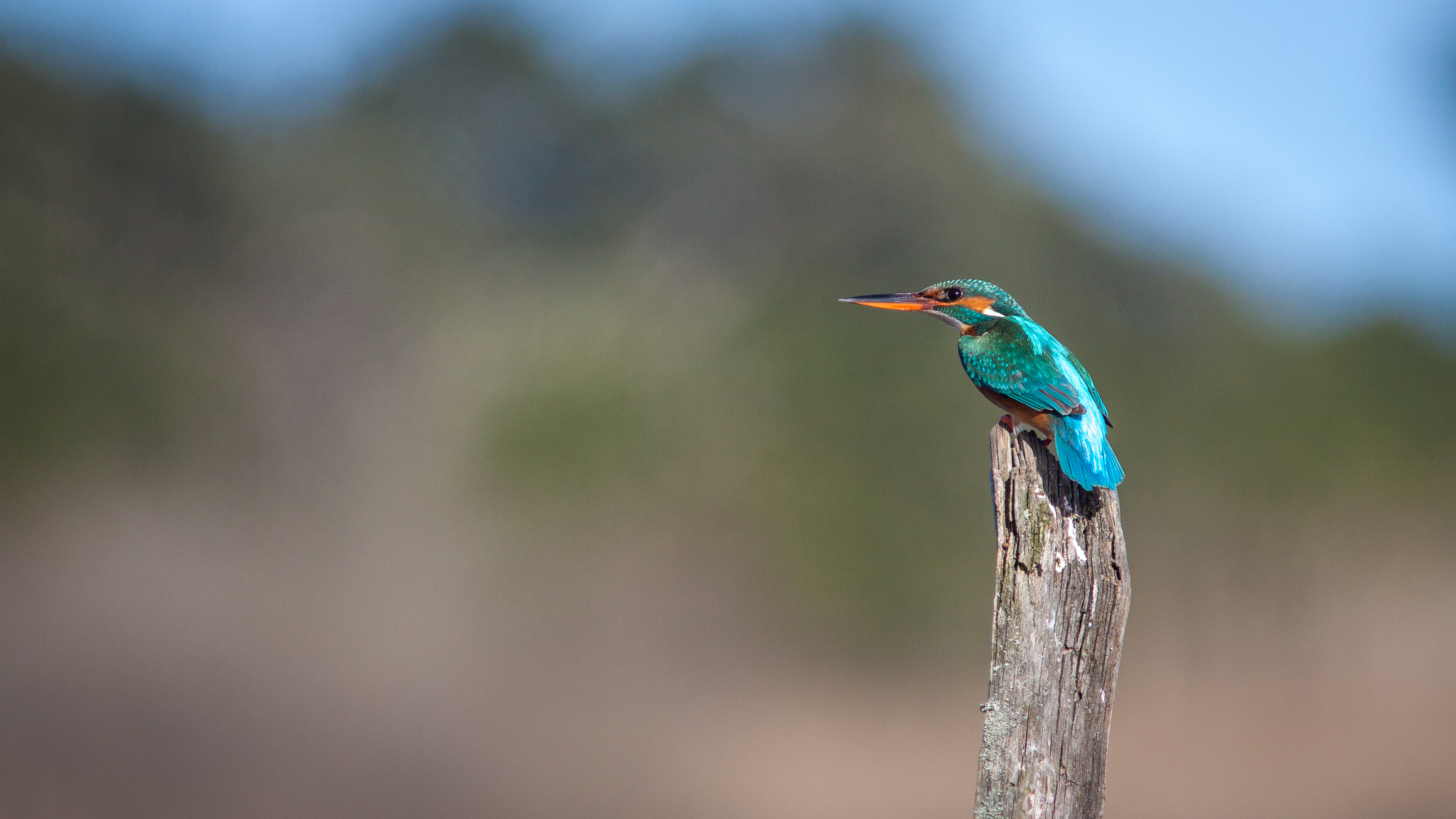 Canon EF 300mm F4L IS USM sample photo. Martin pêcheur photography