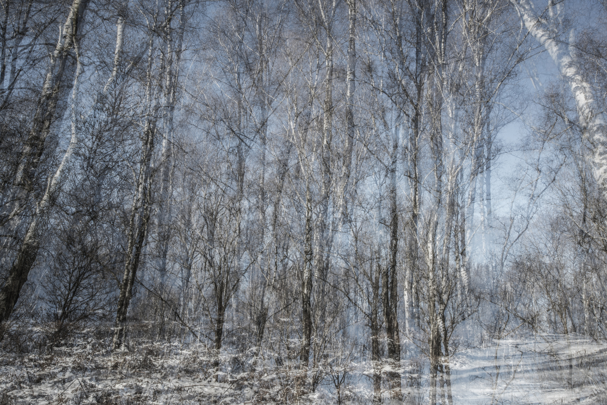 Nikon D600 sample photo. Today, in the forest photography