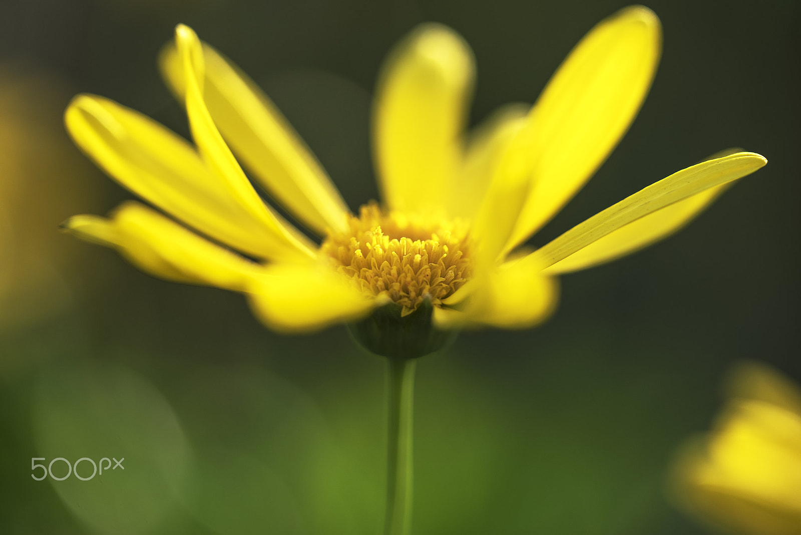 Sony a7R + Sony FE 90mm F2.8 Macro G OSS sample photo. Dancing daisy photography