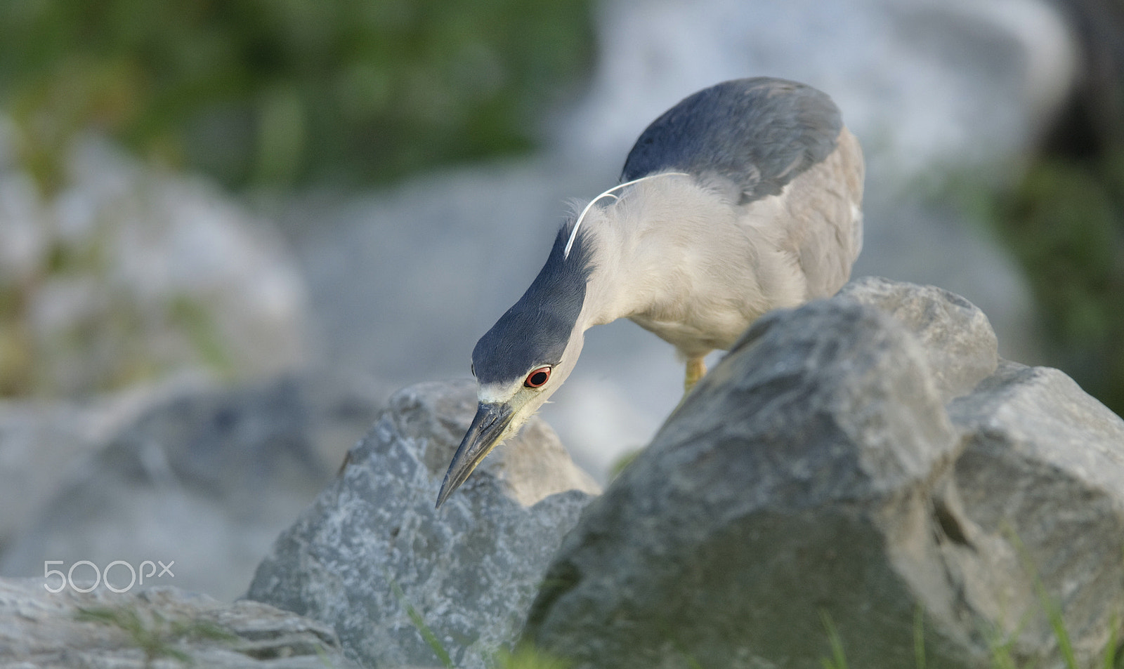 Nikon AF-S Nikkor 400mm F2.8D ED-IF II sample photo. Looking for something ! photography