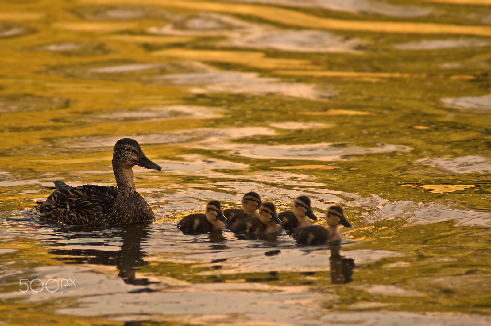 Sony 75-300mm F4.5-5.6 sample photo. Mallard family photography