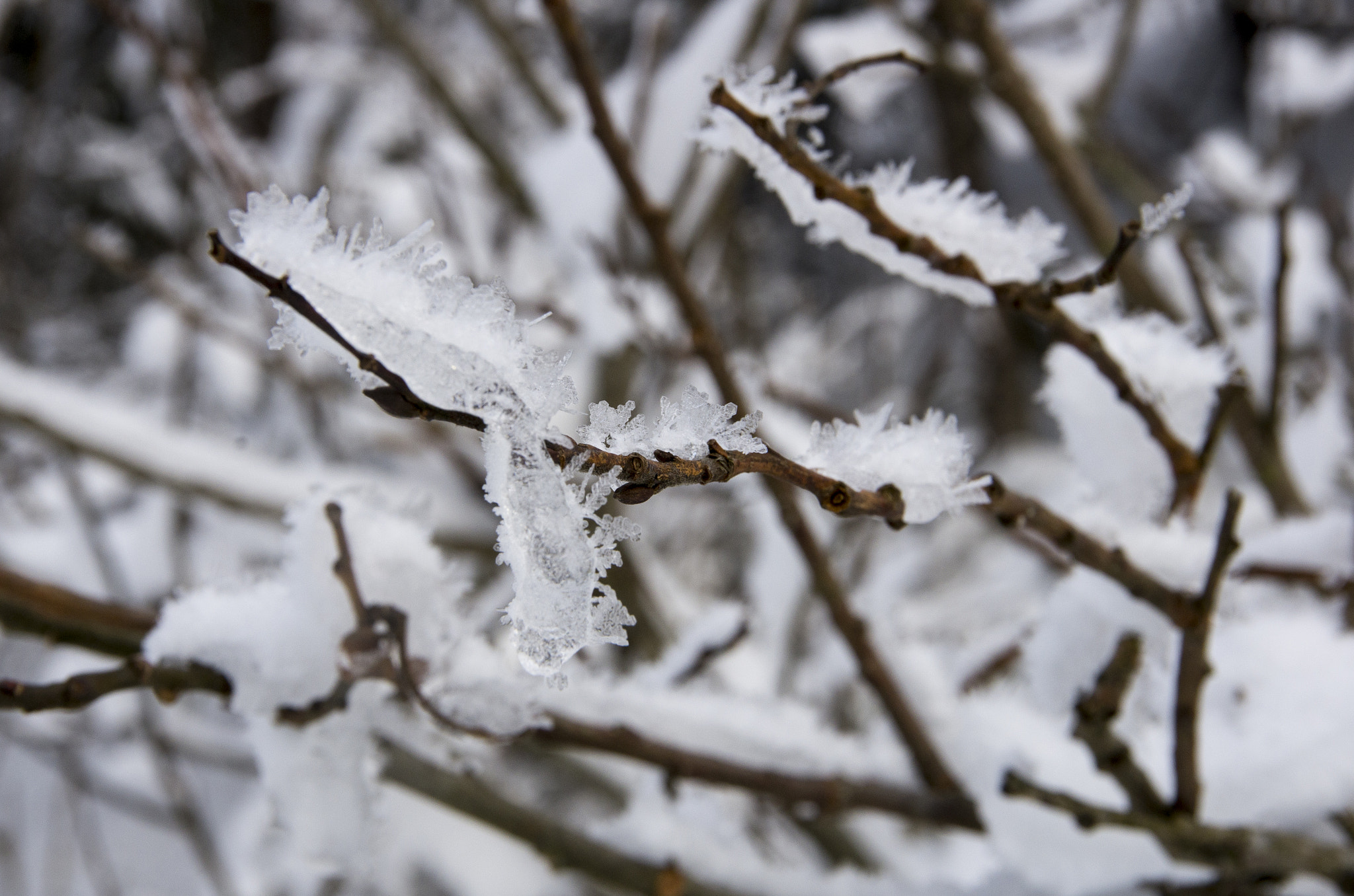 Pentax K-5 sample photo. Valbruna photography