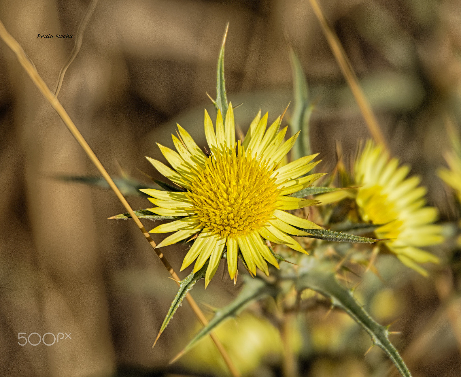 Sigma 50-500mm F4.5-6.3 DG OS HSM sample photo. Cato photography
