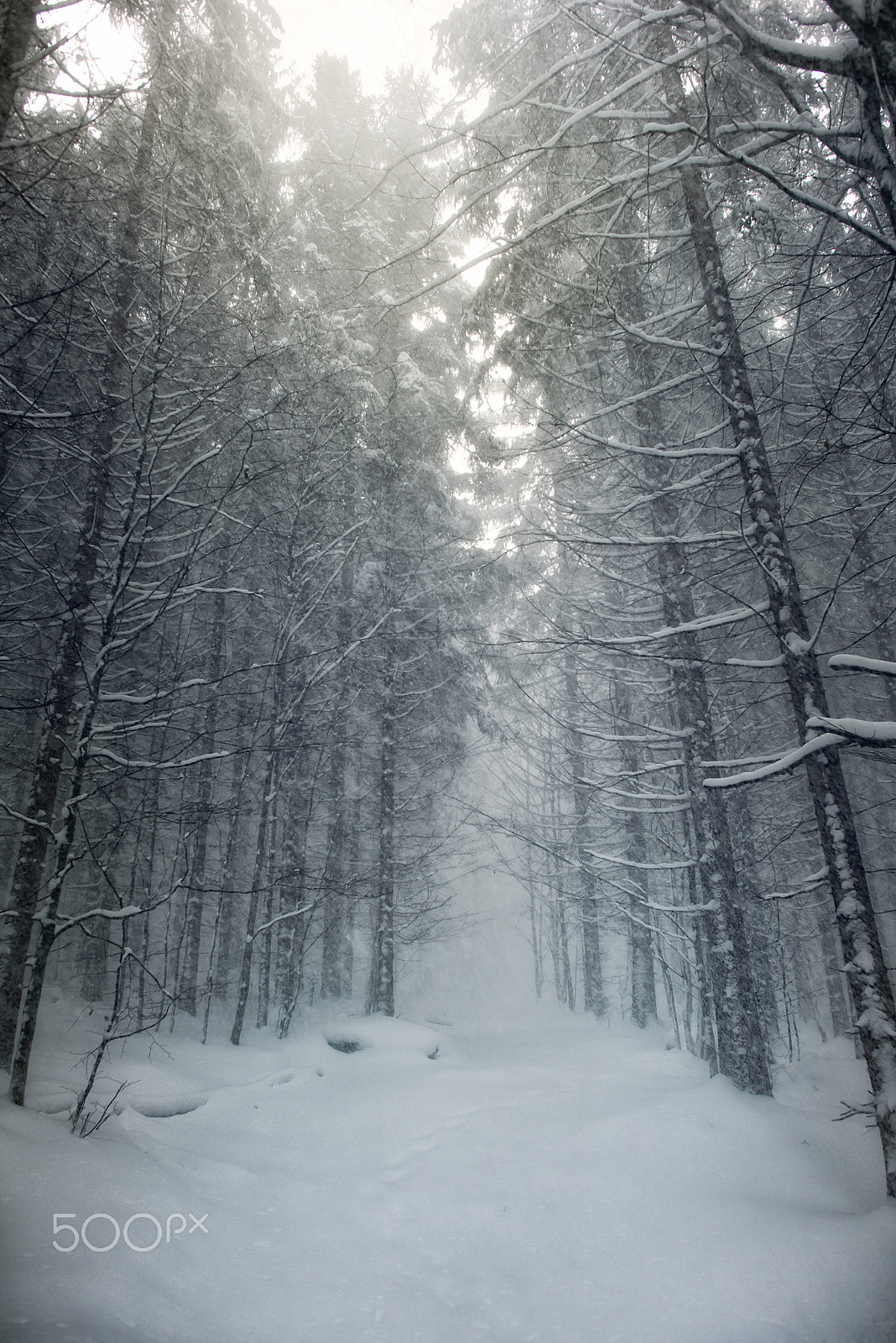 Nikon D810 + Nikon AF-S Nikkor 24mm F1.4G ED sample photo. Last year was falling snow.. photography