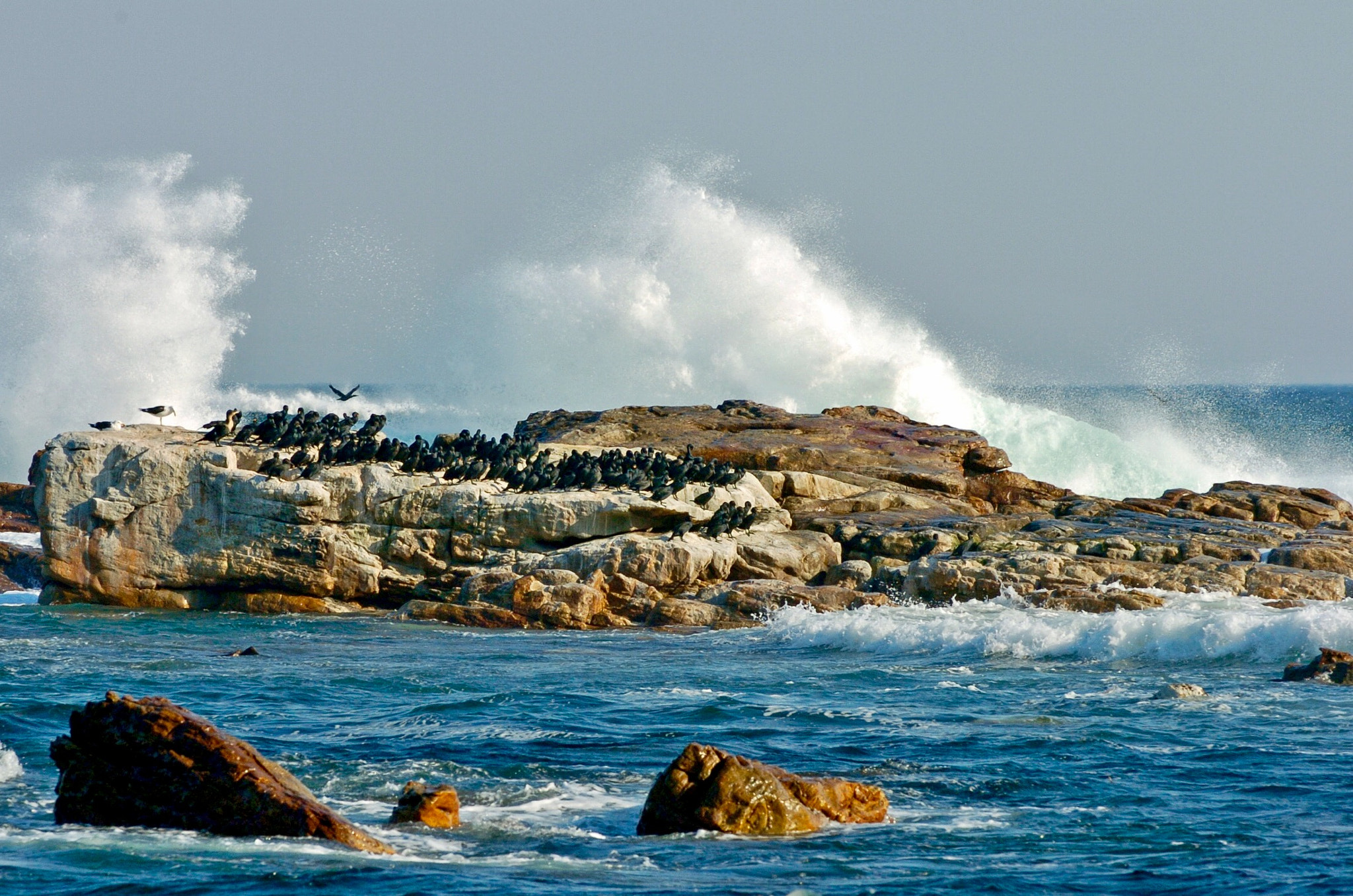 Nikon D2H sample photo. Cape point - south africa photography