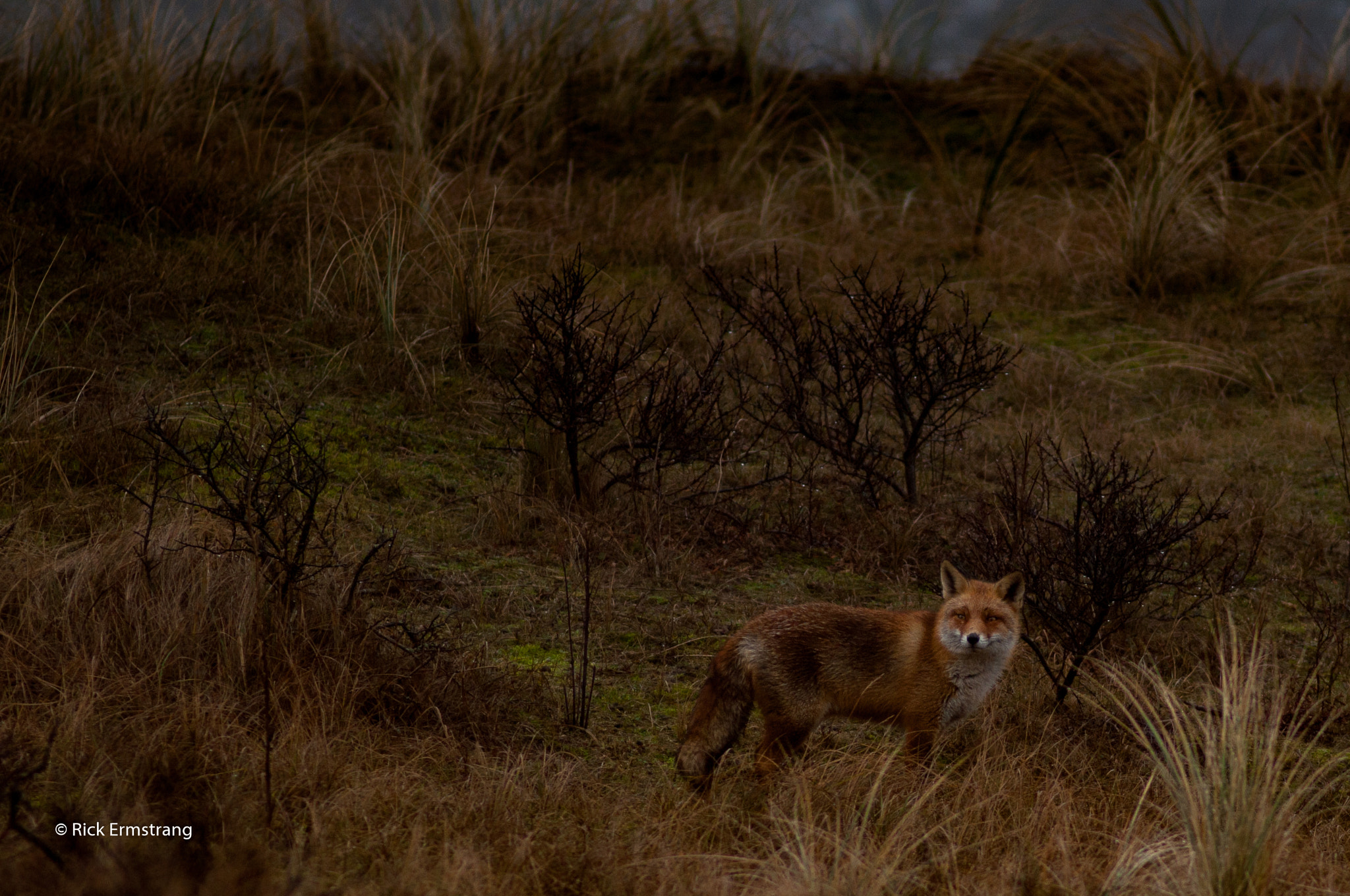 AF Nikkor 180mm f/2.8 IF-ED sample photo. Fox photography