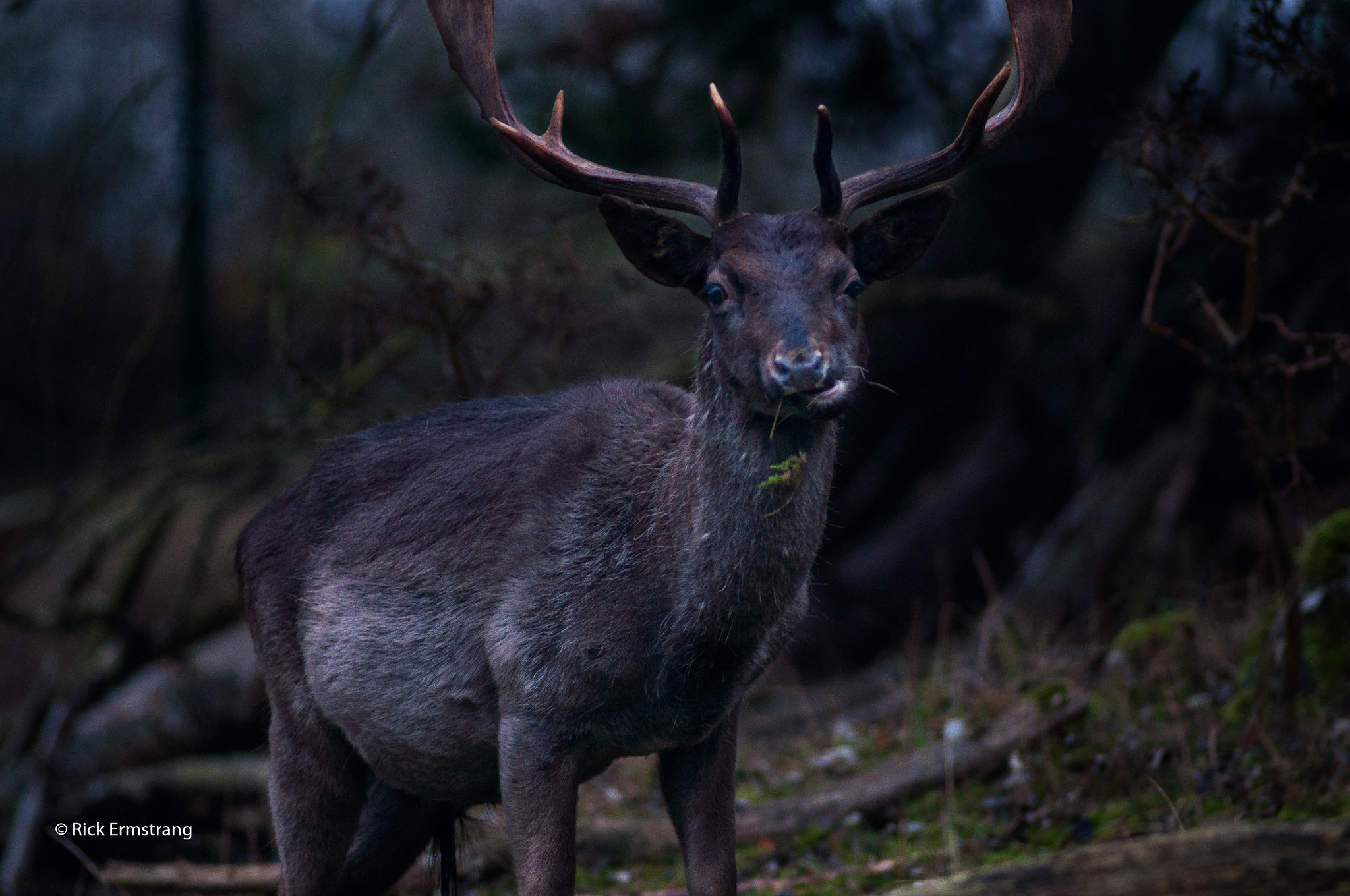 Nikon D90 + AF Nikkor 180mm f/2.8 IF-ED sample photo. Deer photography