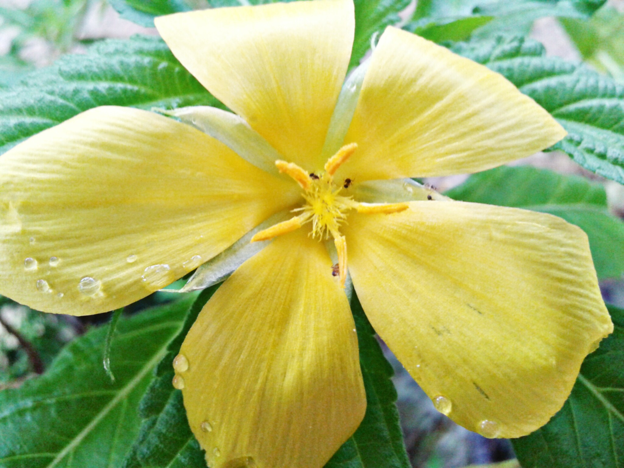 Samsung Galaxy Grand Neo sample photo