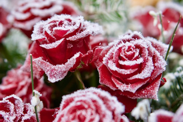 Sony Alpha NEX-7 sample photo. Red red red roses in an icy coat photography