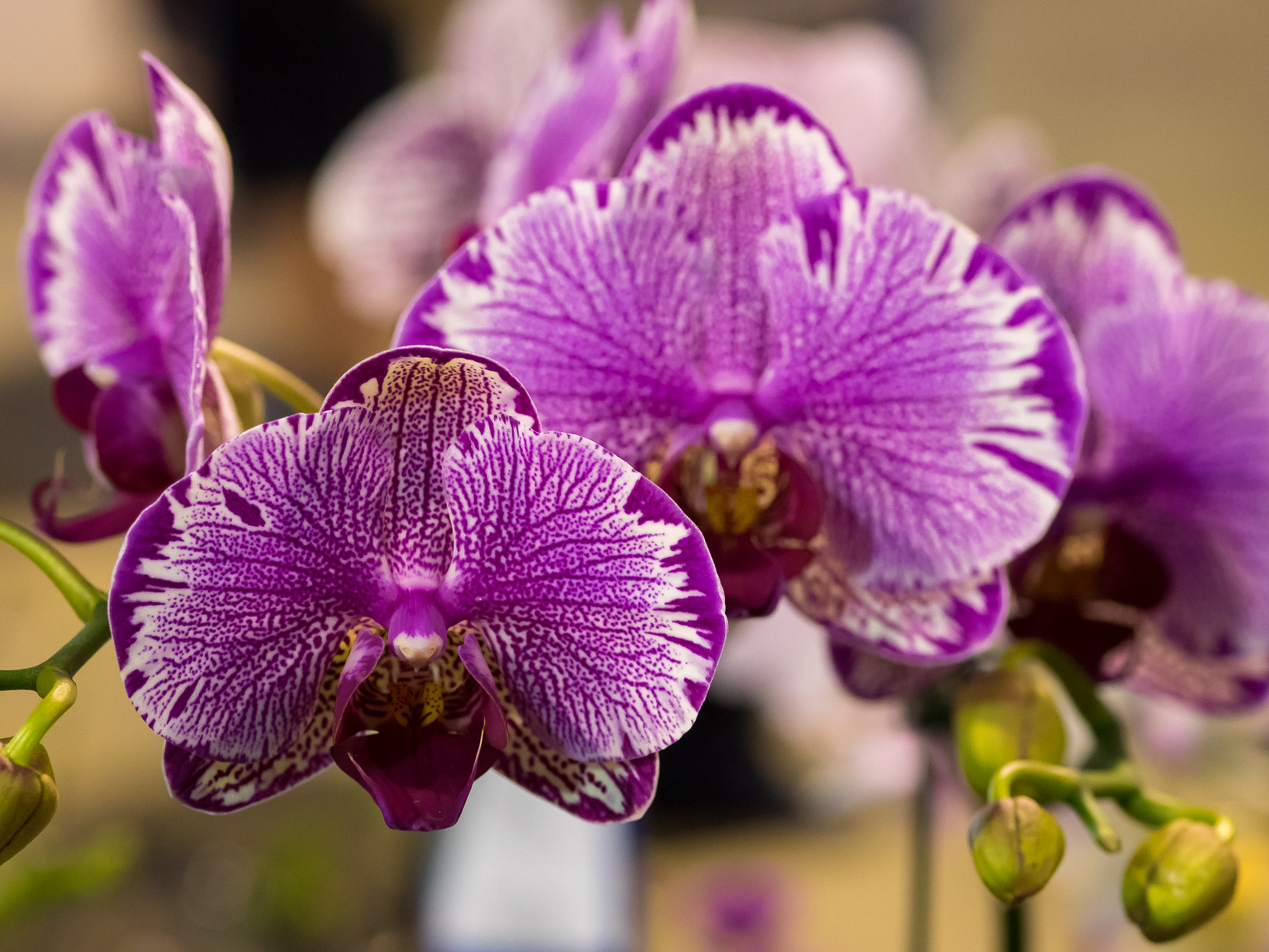 Olympus OM-D E-M1 + OLYMPUS 50mm Lens sample photo. Orchids photography