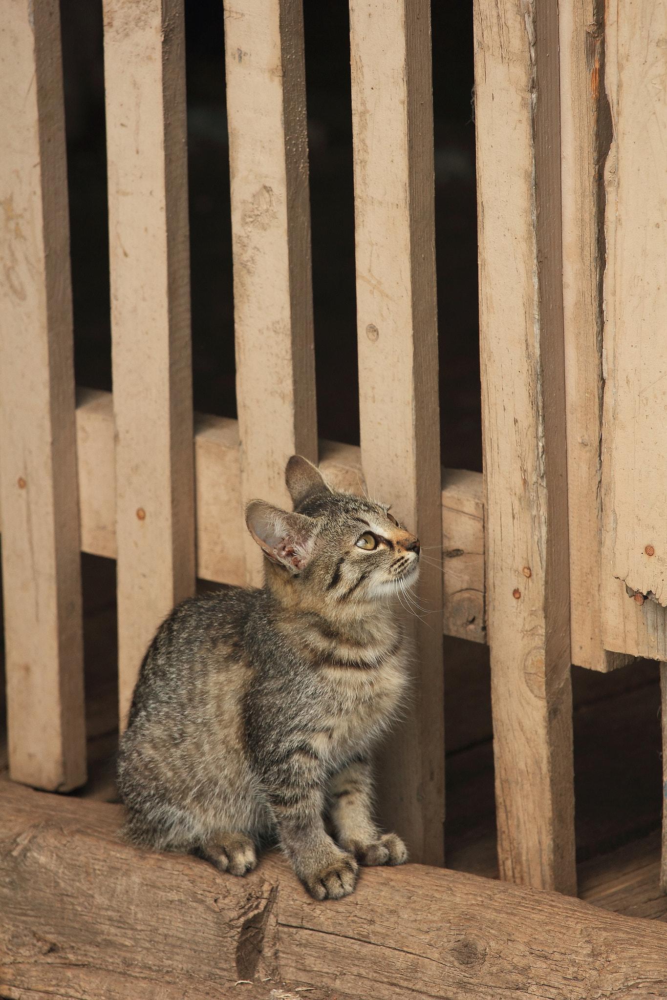 Canon EOS 550D (EOS Rebel T2i / EOS Kiss X4) sample photo. A village cat photography