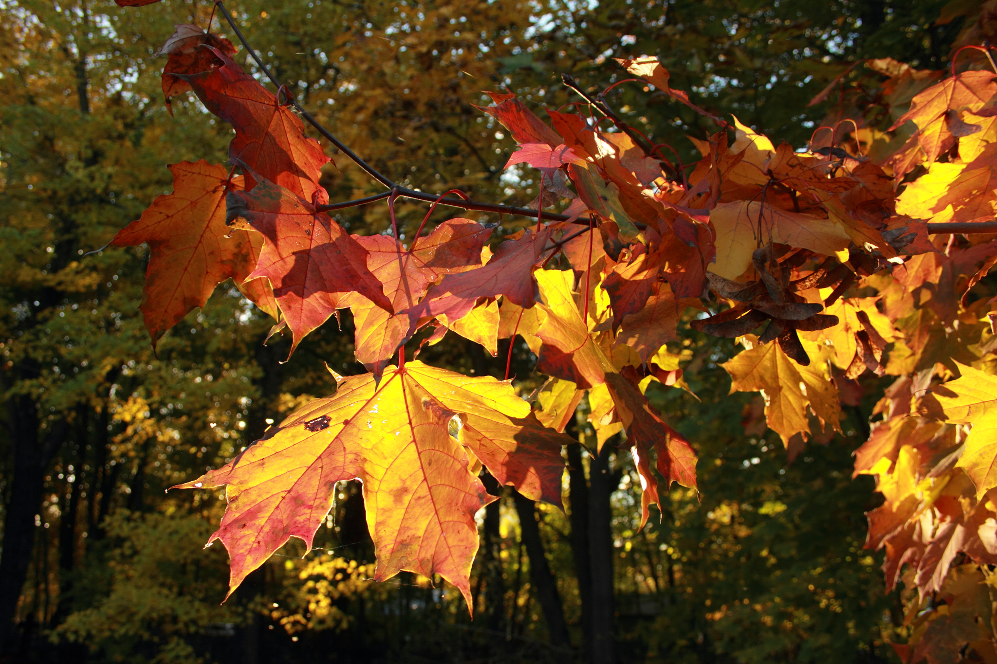 Canon EF-S 18-55mm F3.5-5.6 II sample photo. Leaves photography