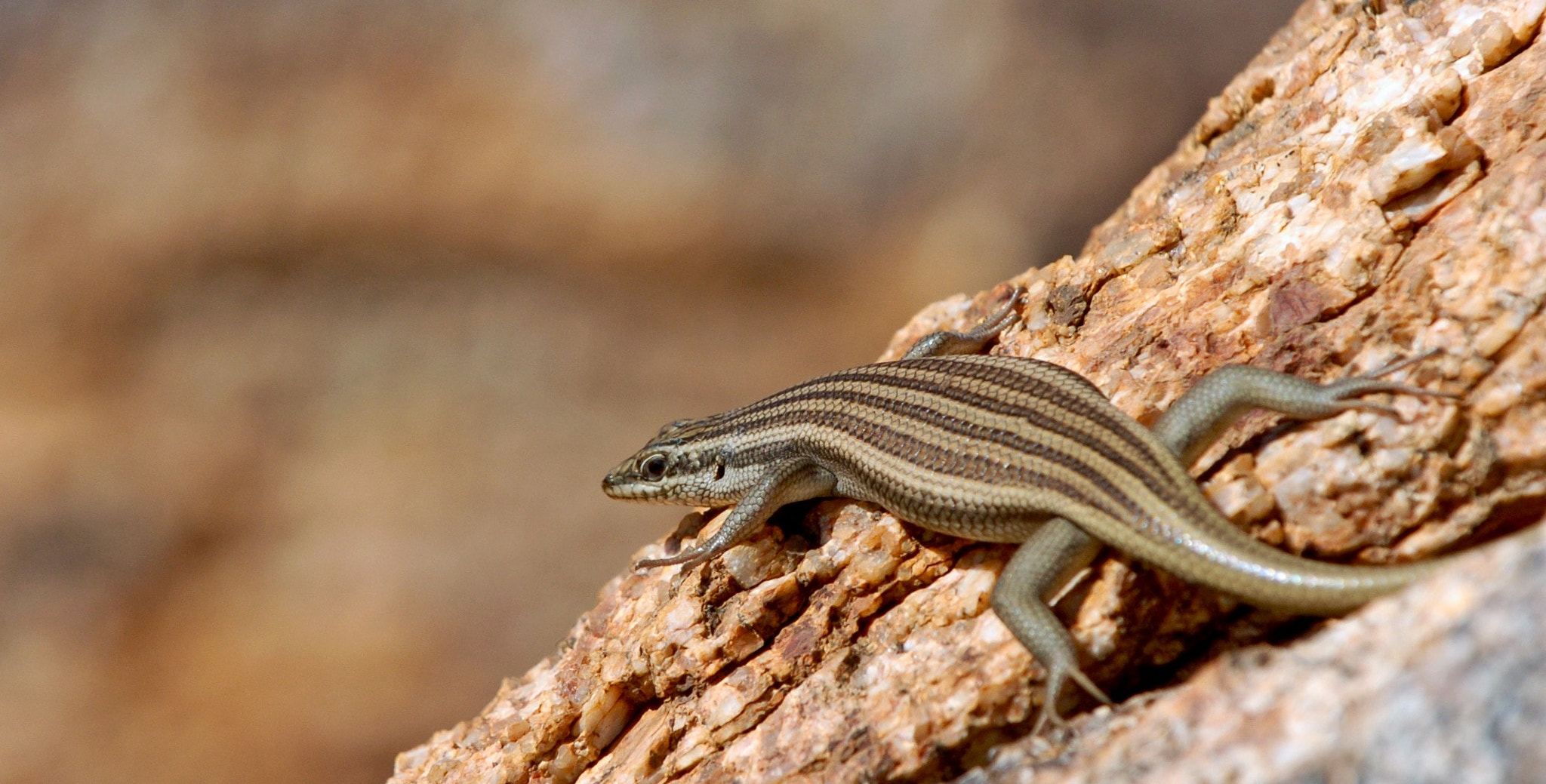 Nikon D2H sample photo. Lizard - namibia photography