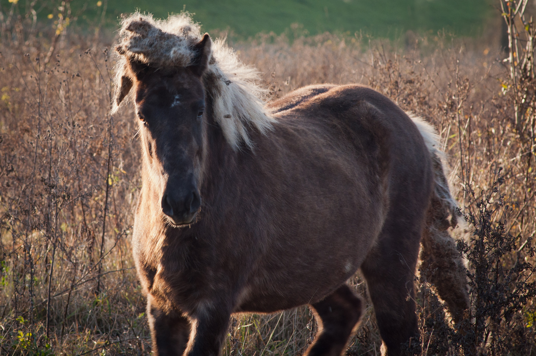 Nikon D90 sample photo. Wild horses photography
