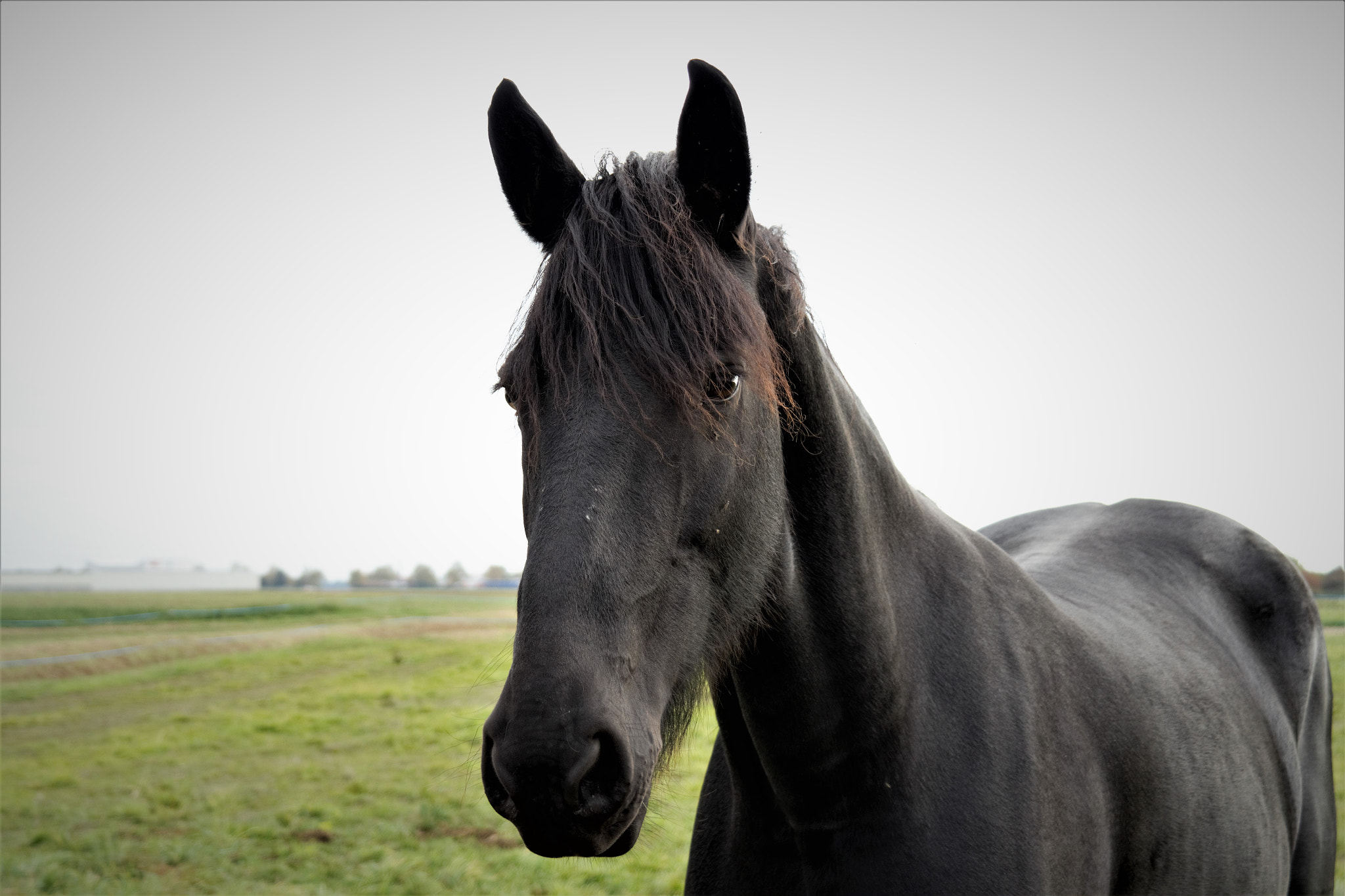 Samsung NX20 sample photo. Black beauty photography