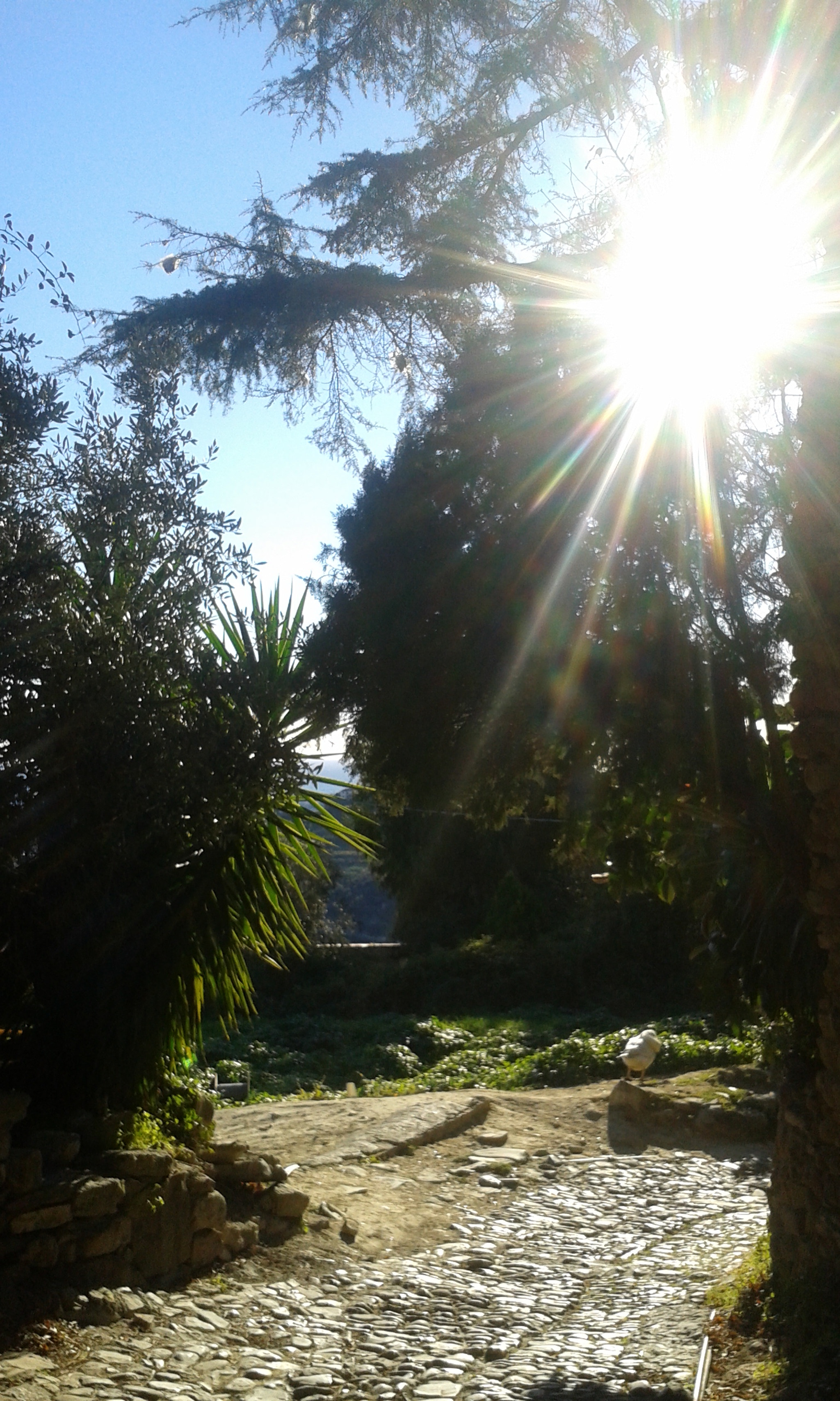 Samsung Galaxy Ace Style sample photo. Bussana italia photography