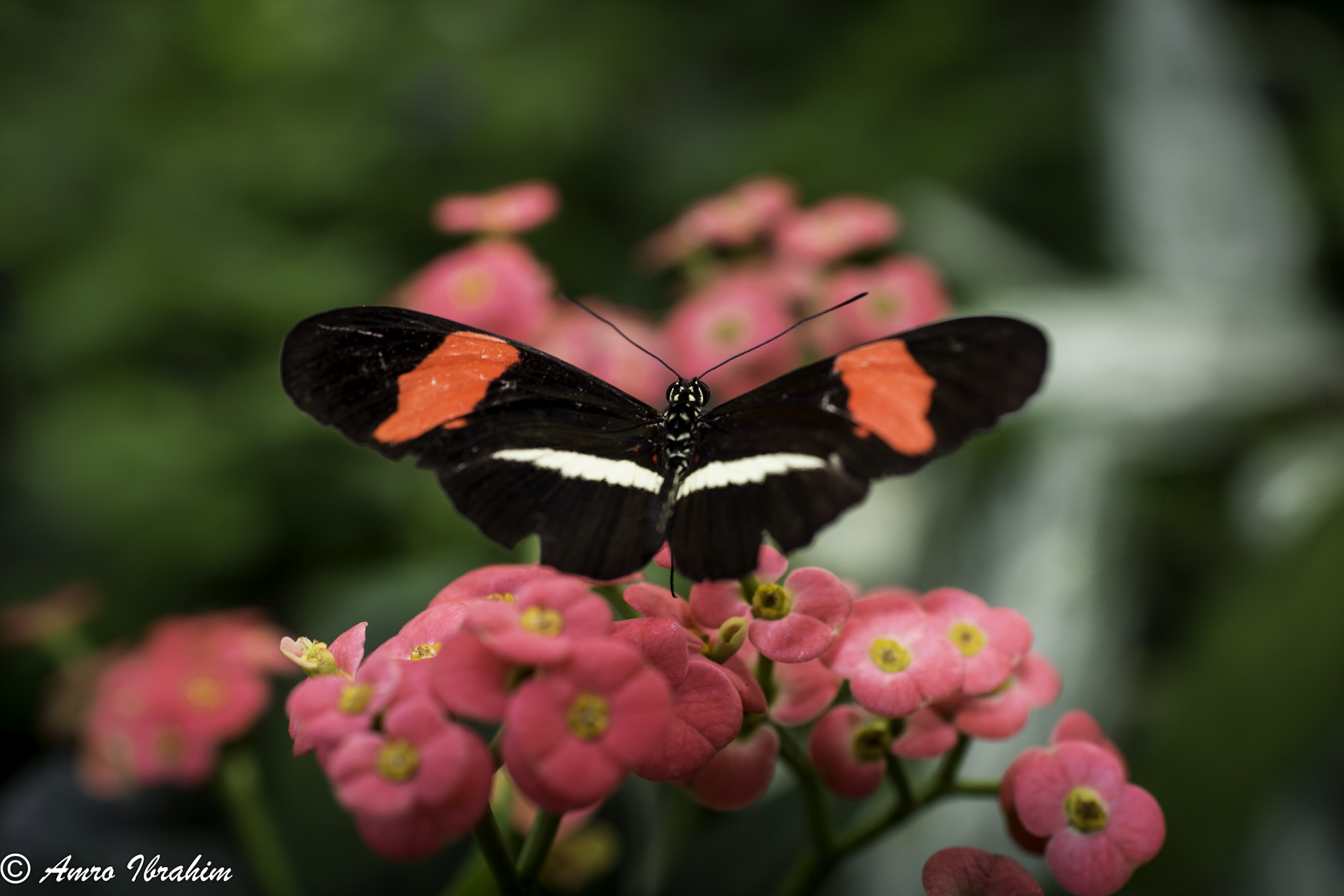 Nikon D7200 sample photo. Butterfly in the garden photography