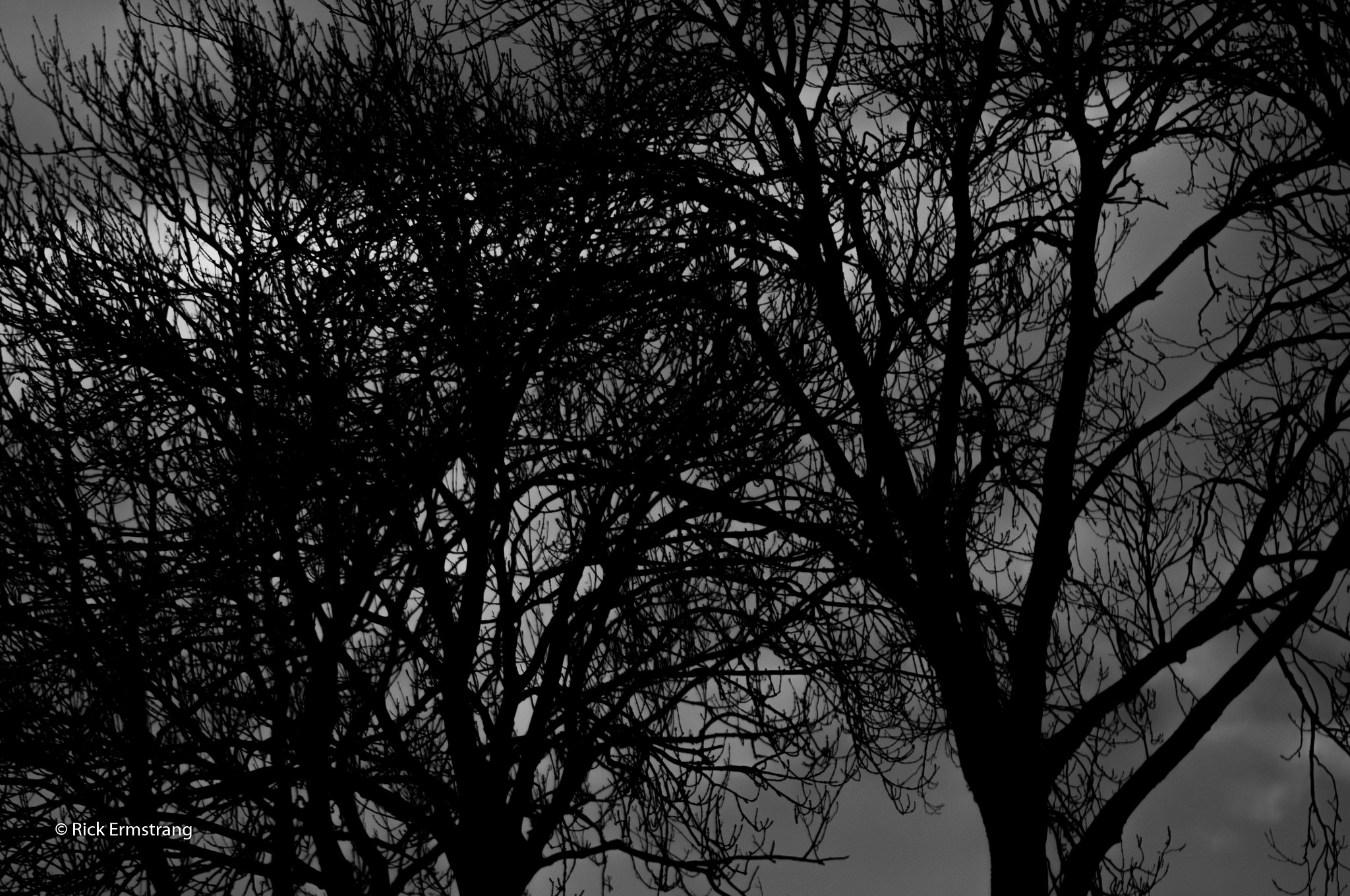 AF Nikkor 180mm f/2.8 IF-ED sample photo. Tree's photography