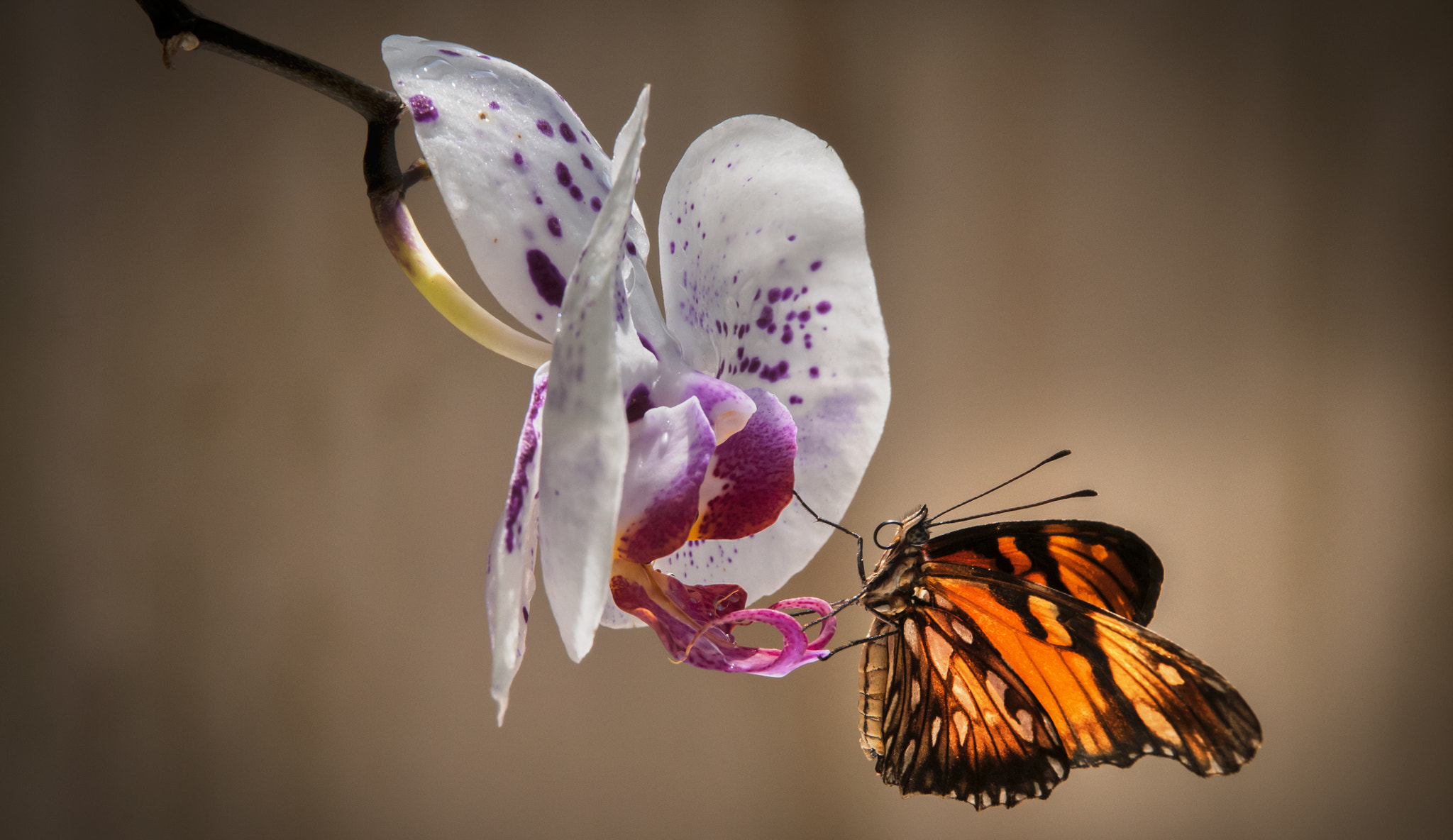 Nikon D300 sample photo. Butterfly photography