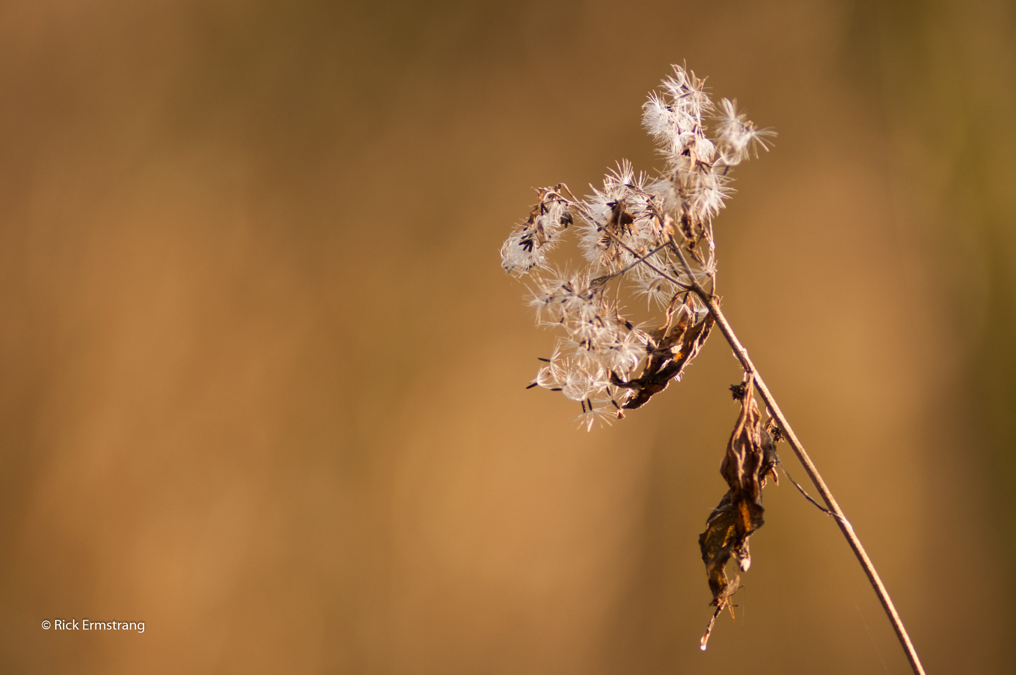 Nikon D90 sample photo. Weed photography