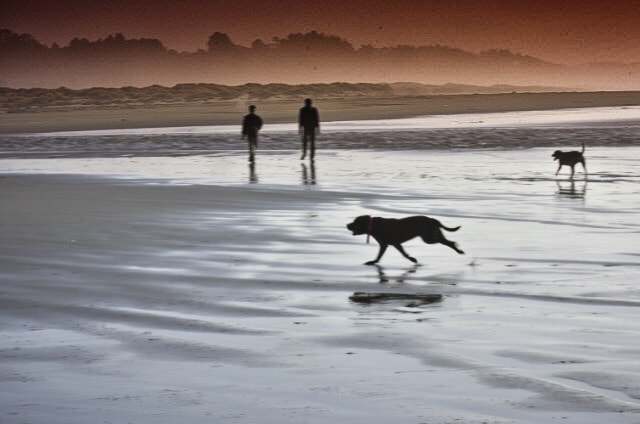 Nikon D7200 sample photo. Dog beach ii photography