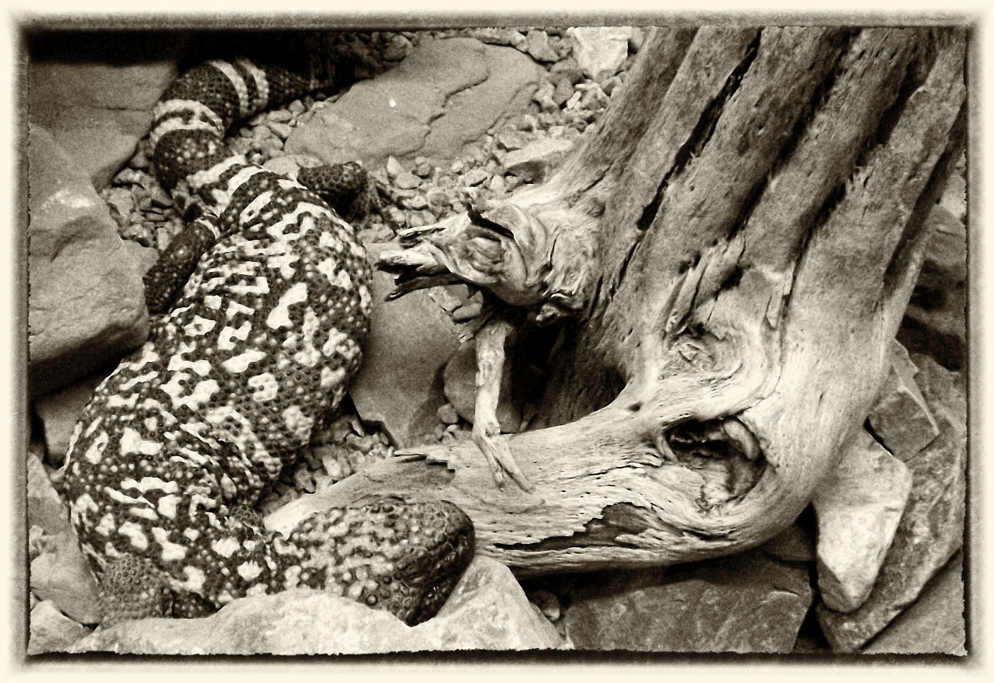 Fujifilm FinePix S4080 sample photo. Gila monster photography